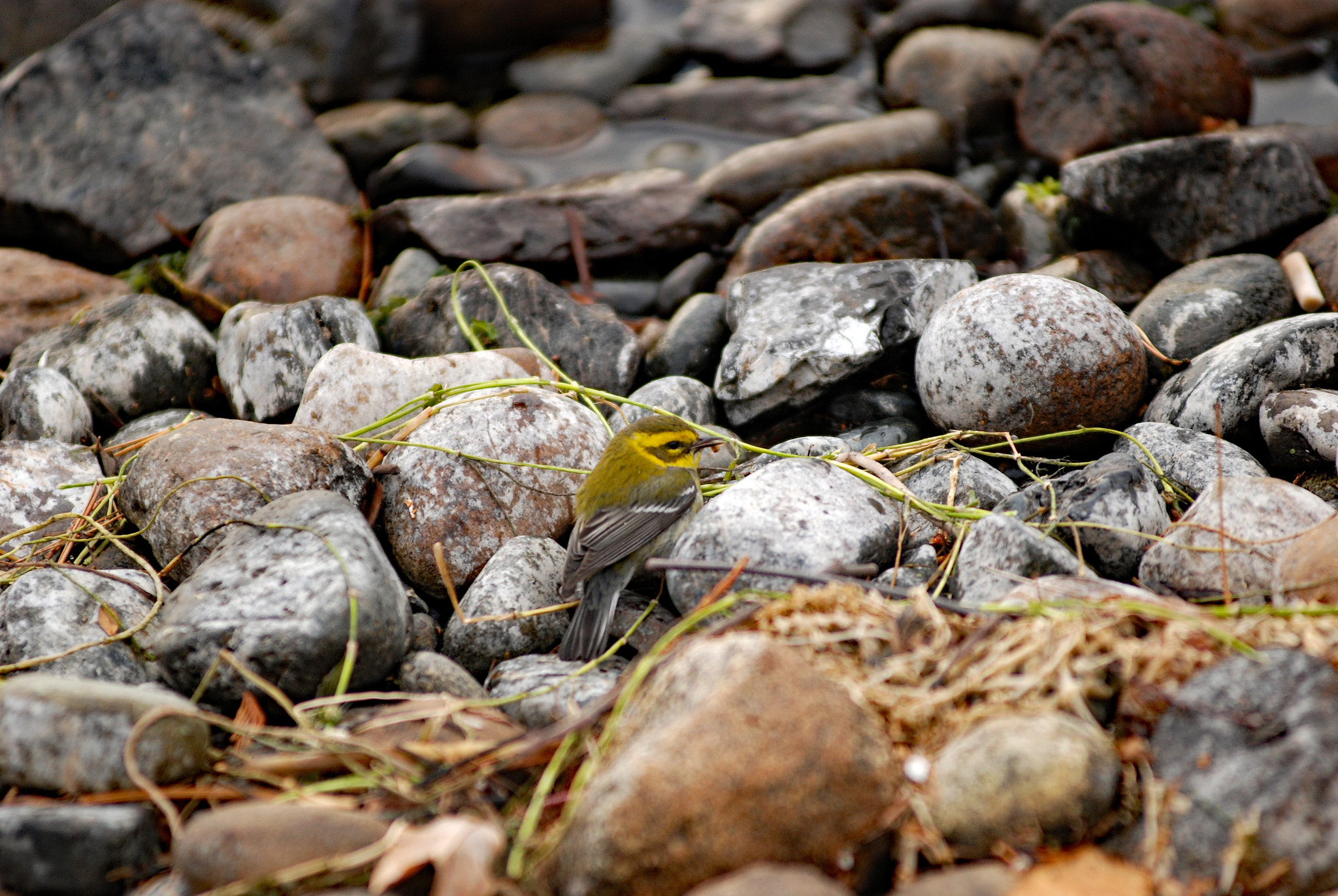 Nikon AF-Nikkor 80-200mm F2.8D ED sample photo. Pretty little bird photography