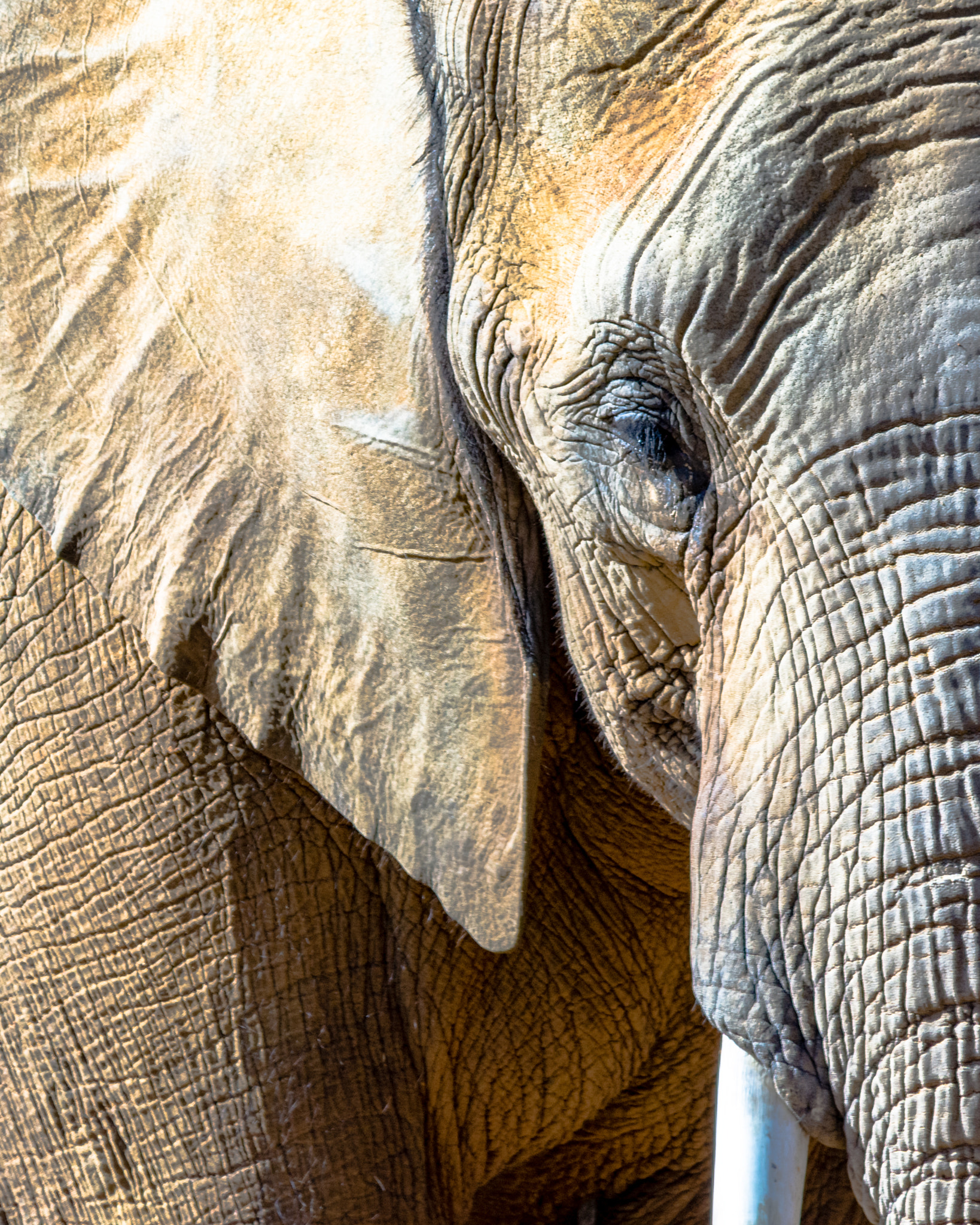 Nikon D7200 sample photo. Close up of a bull african elephant photography