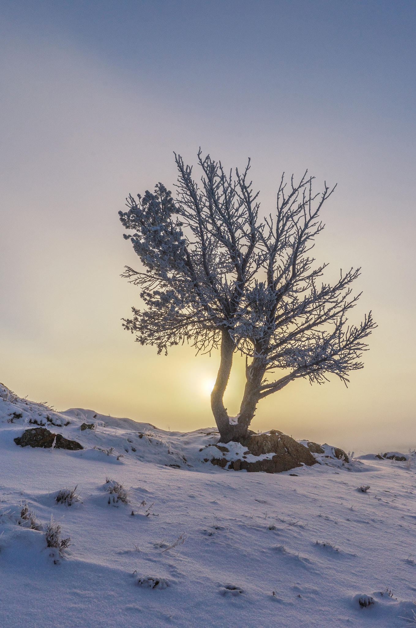 Sony a7 II sample photo. Frosted pine photography