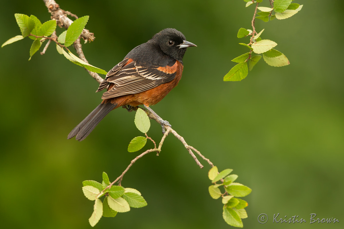 Canon EOS-1D X sample photo. Orchard oriole in a tree photography