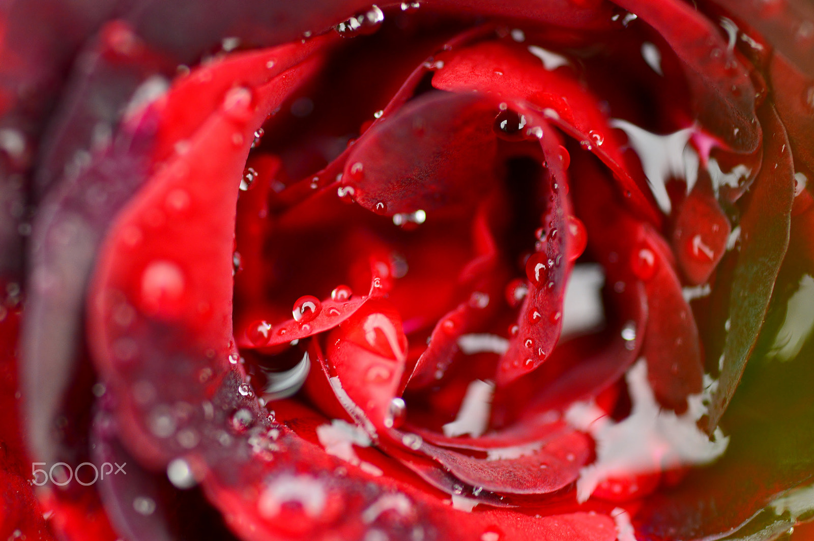 AF Micro-Nikkor 55mm f/2.8 sample photo. Rose......nature macro photography