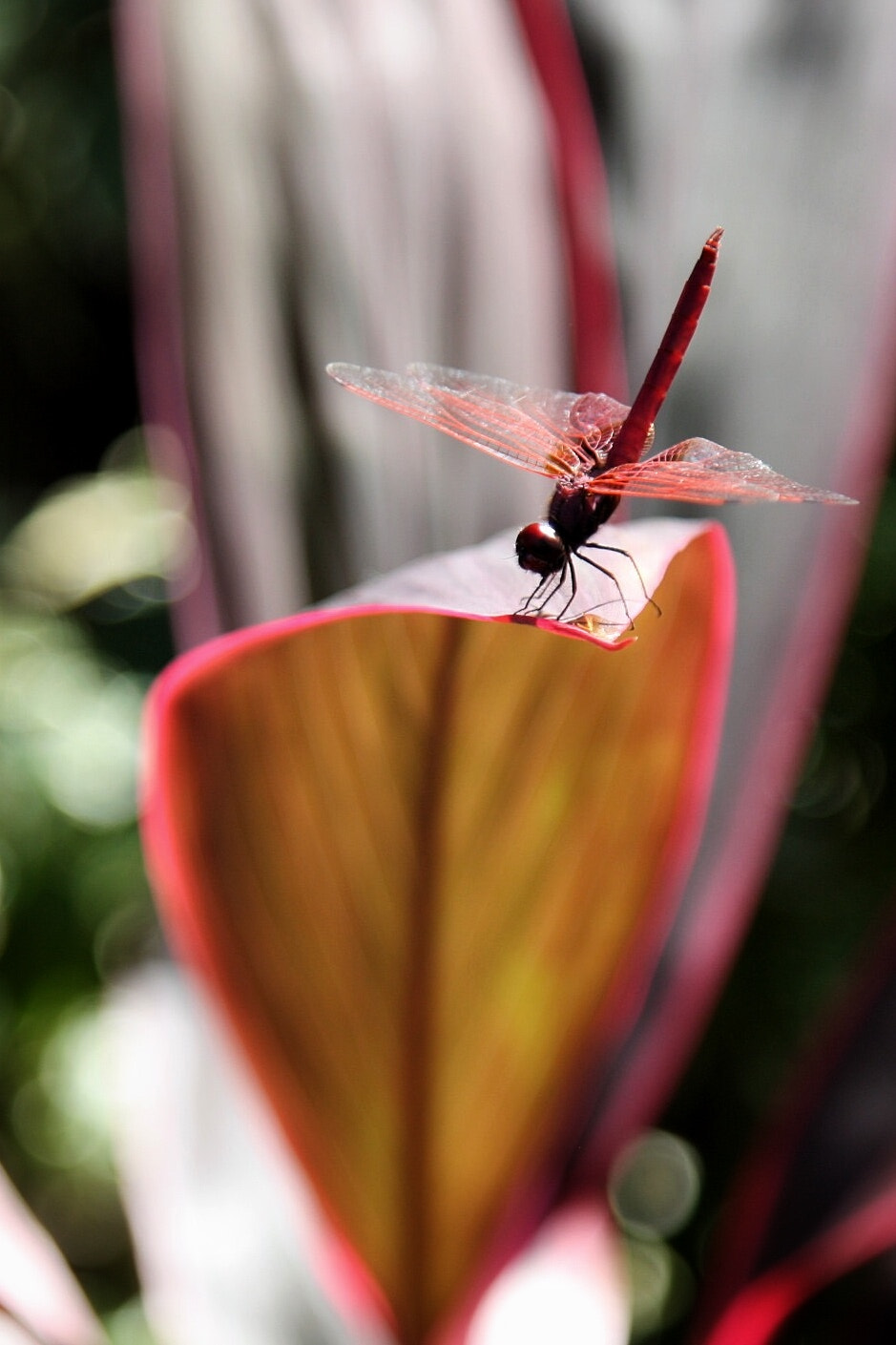 Canon EOS 450D (EOS Rebel XSi / EOS Kiss X2) sample photo. Dragonfly bokeh photography