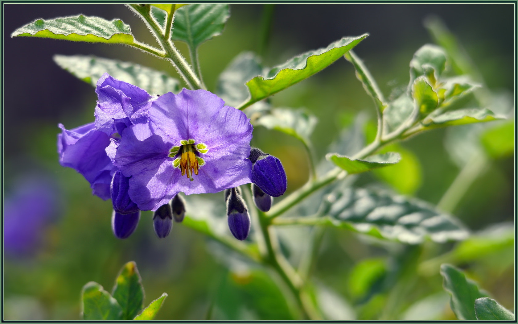 Nikon D750 sample photo. Purple winter wildflowers photography