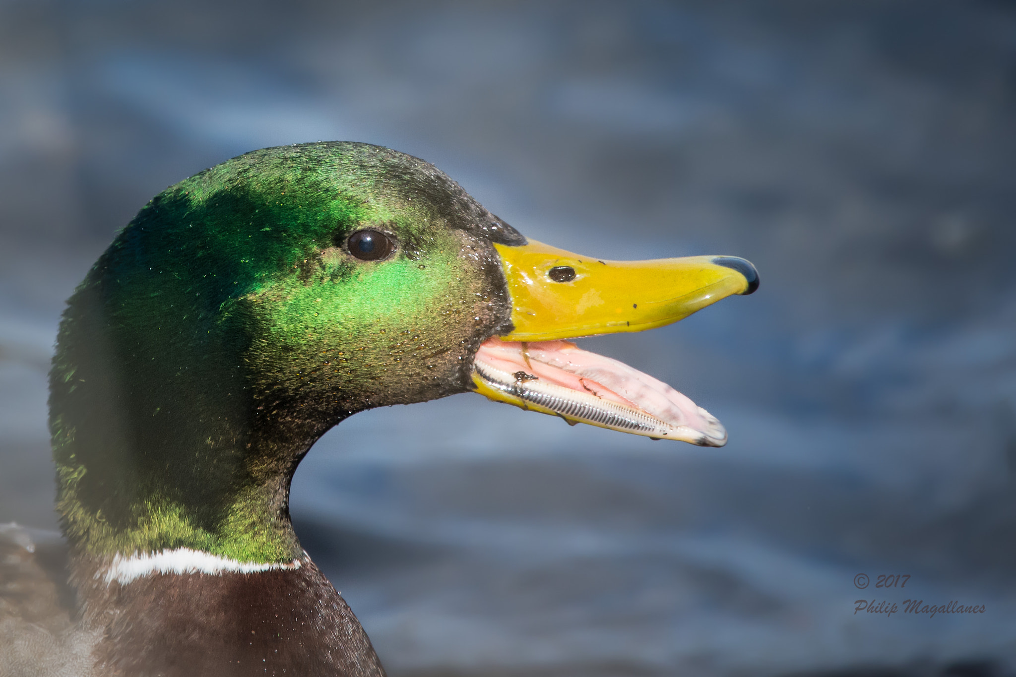 Nikon Nikkor AF-S 300mm F4E PF ED VR sample photo. Mallard drake complaining photography