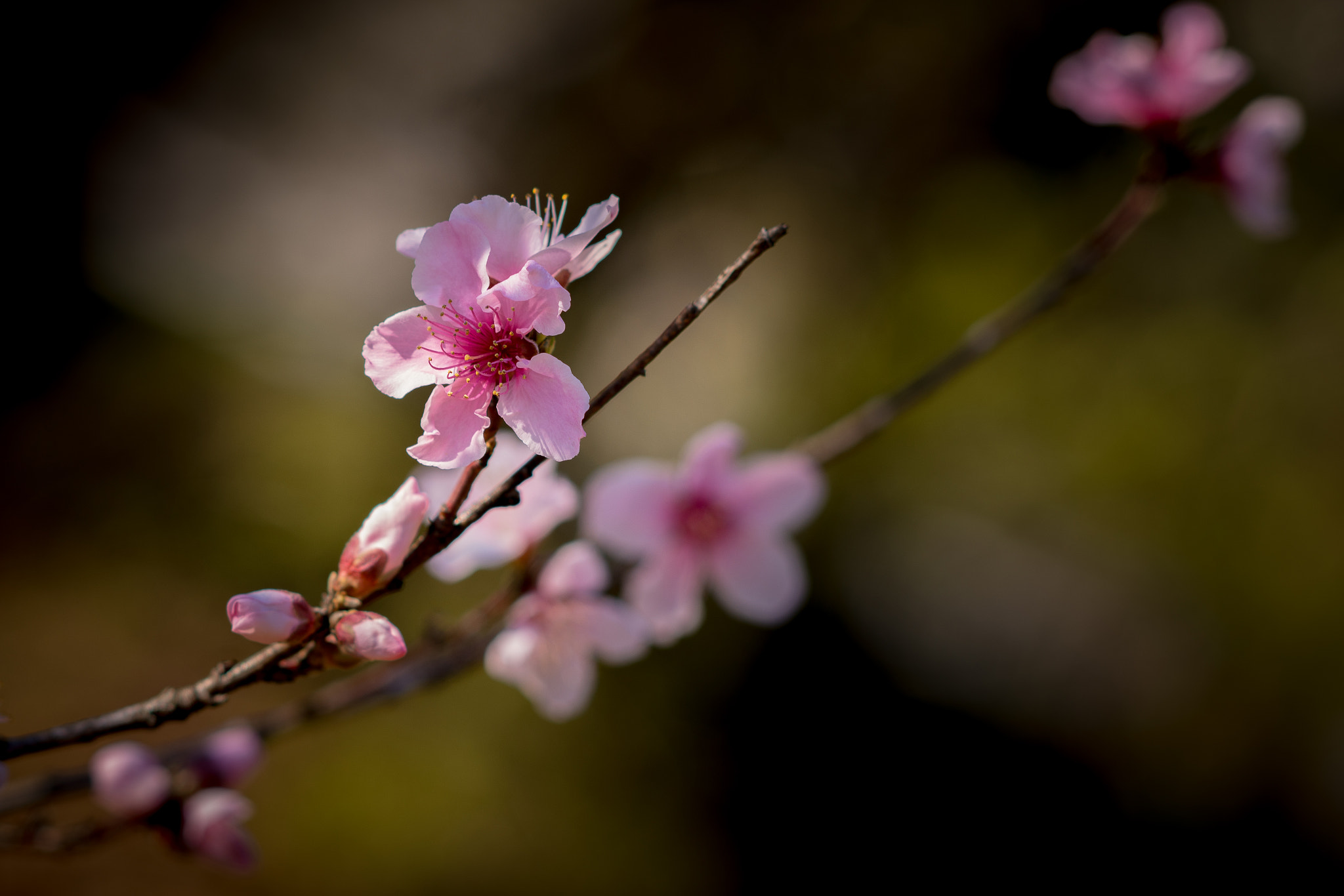 Sony a7R II + Sony Sonnar T* 135mm F1.8 ZA sample photo. Springs first blooms photography