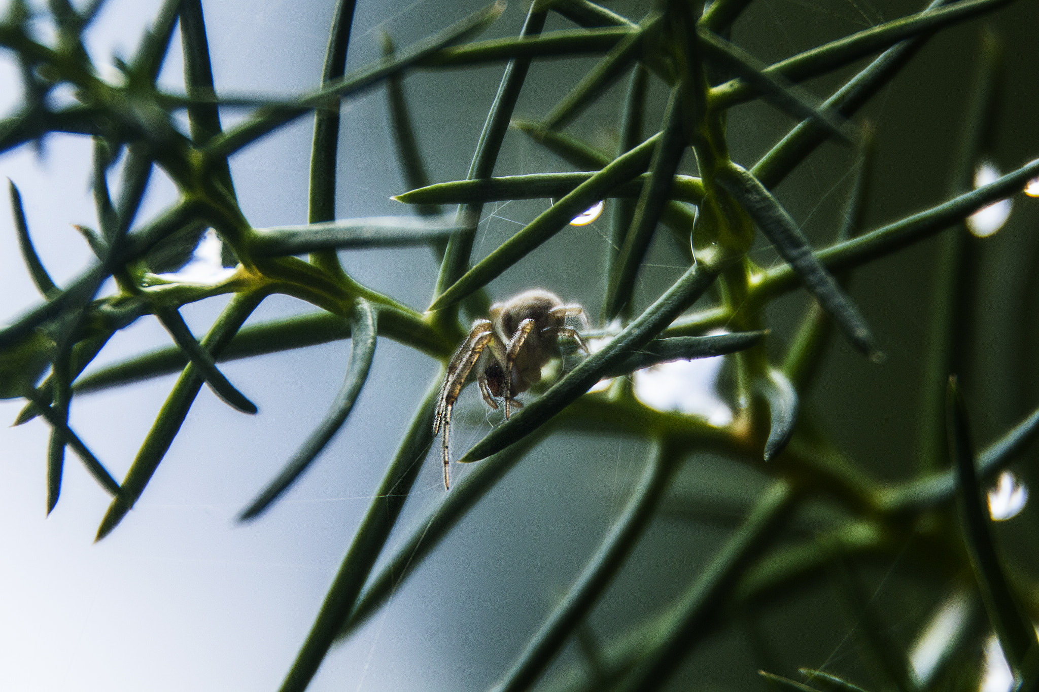 Canon EOS 600D (Rebel EOS T3i / EOS Kiss X5) sample photo. Araña photography