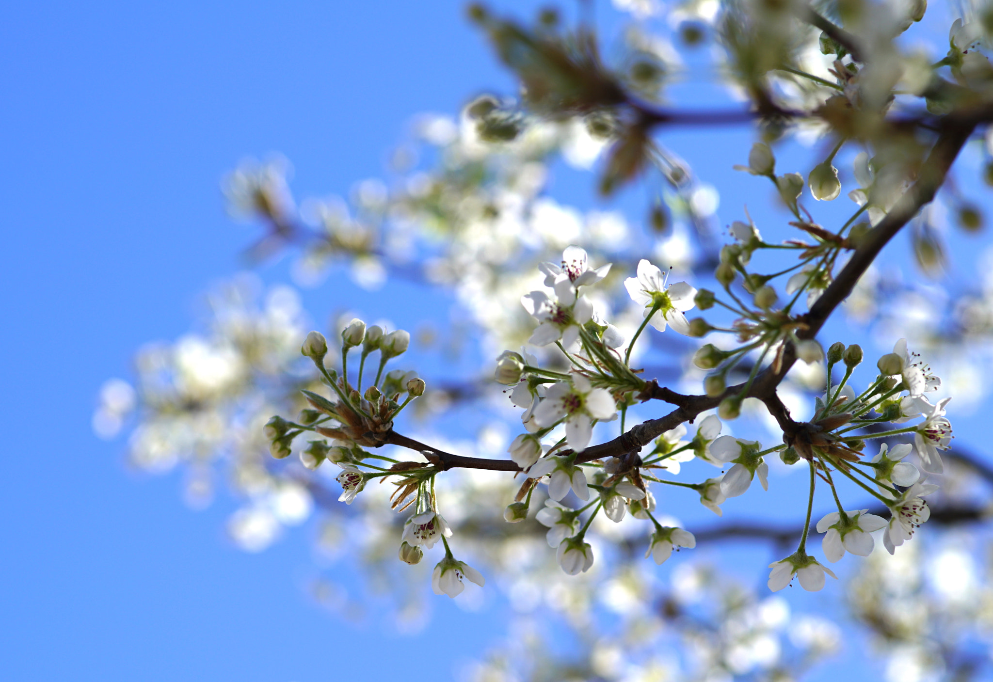 Minolta AF 100mm F2.8 Macro [New] sample photo