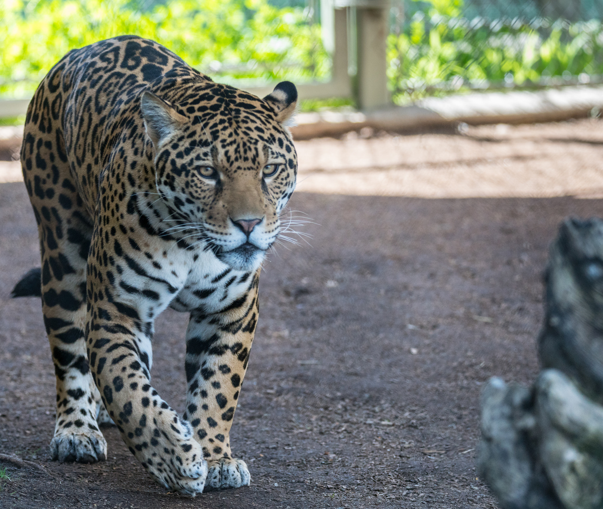 Sony a7R II + Tamron SP 150-600mm F5-6.3 Di VC USD sample photo. Jaguar on the prawl photography