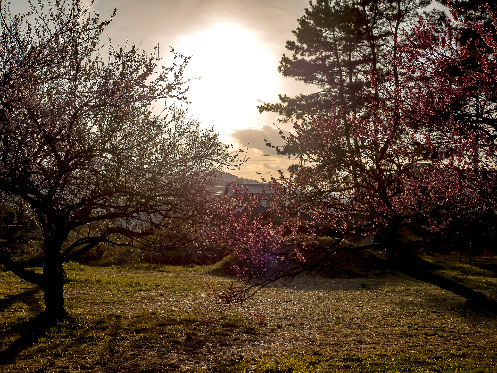 Olympus OM-D E-M5 sample photo. Shining golden photography