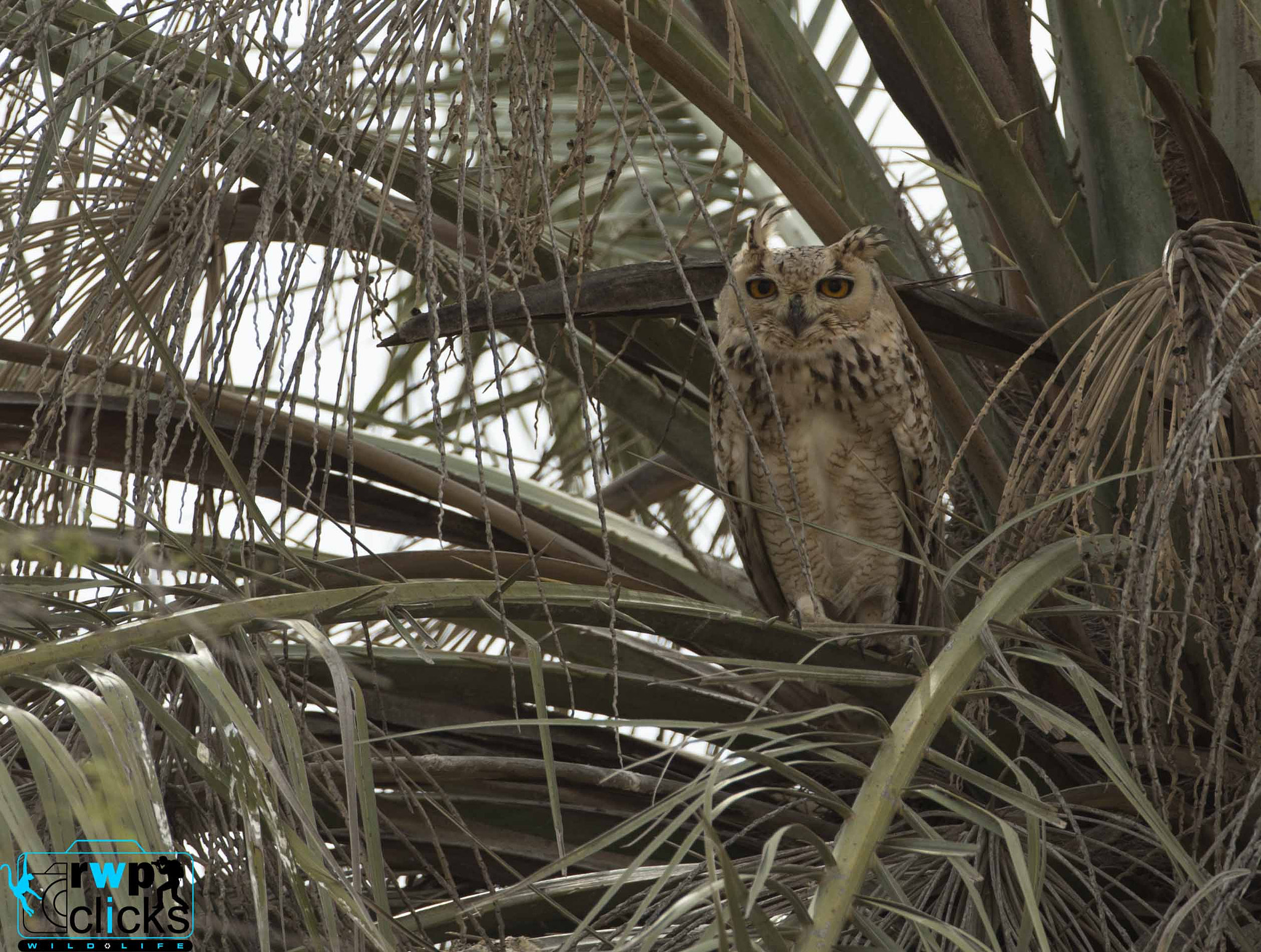 Canon EF 500mm F4L IS USM sample photo. Pharaoh eagle owl photography