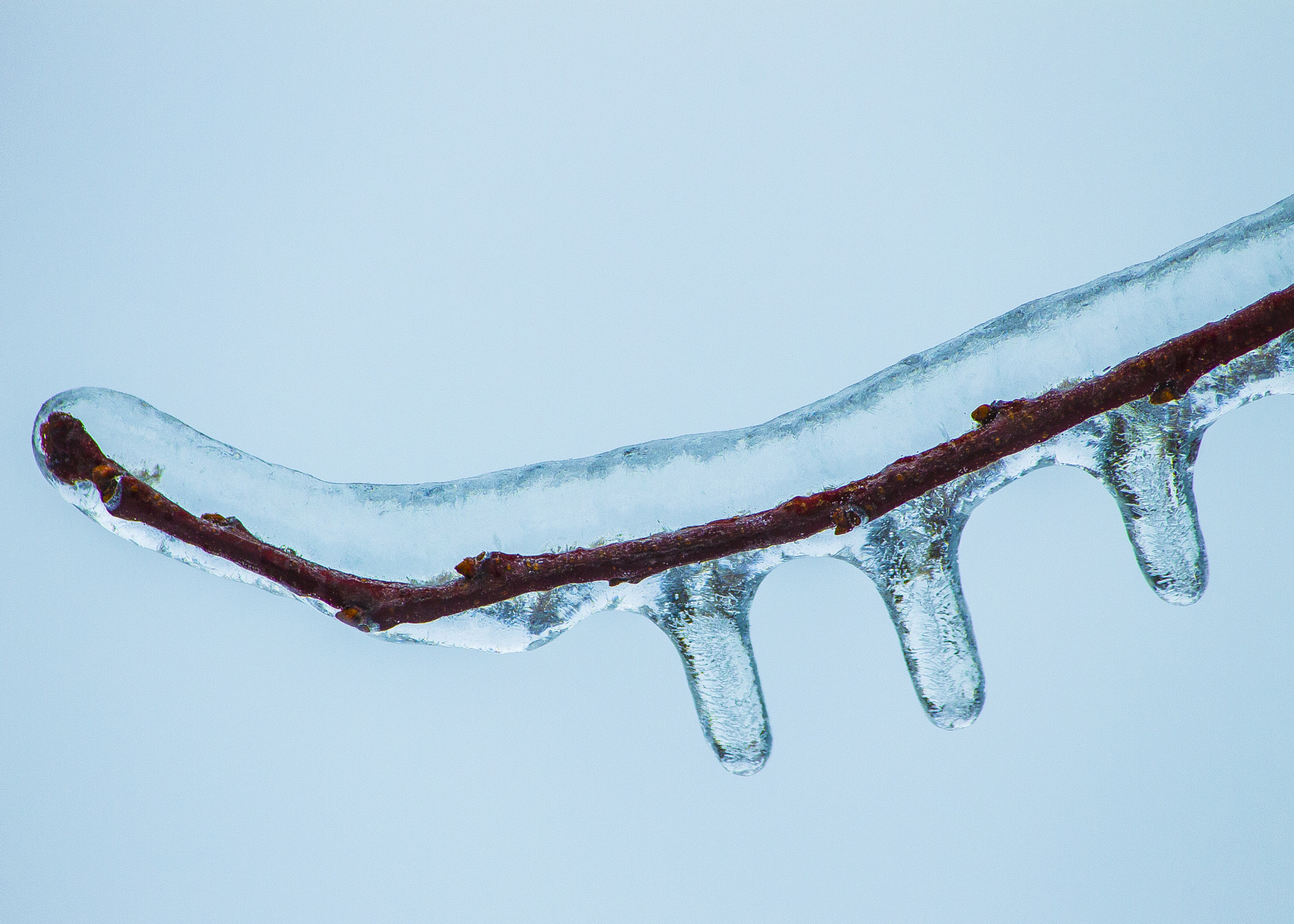 Canon EOS 1100D (EOS Rebel T3 / EOS Kiss X50) sample photo. Branch encased in ice photography