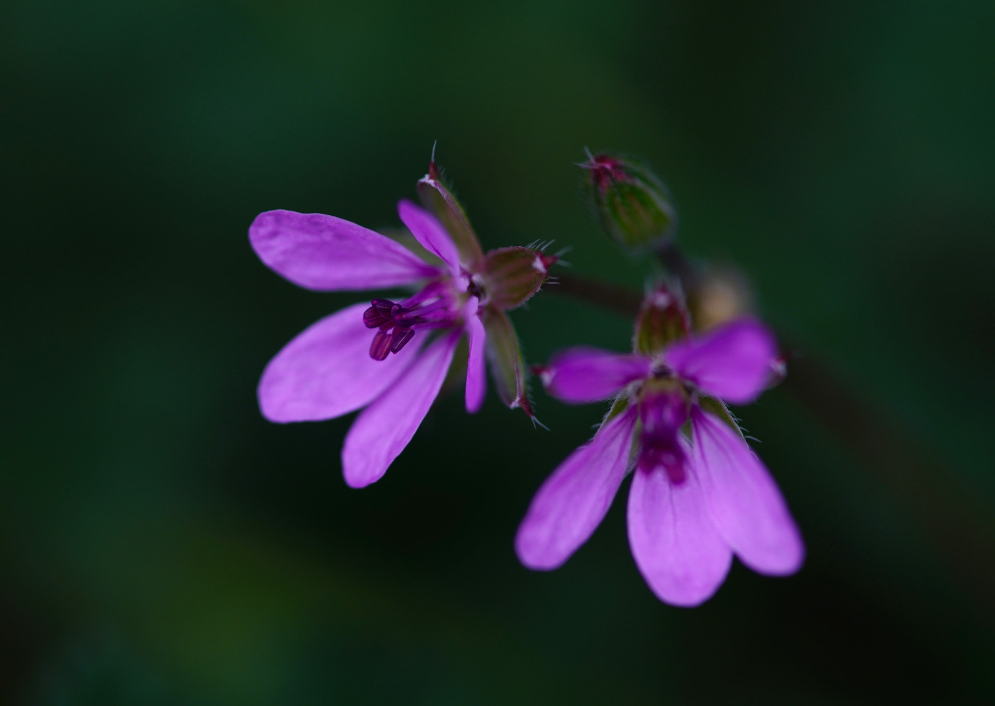 Minolta AF 100mm F2.8 Macro [New] sample photo