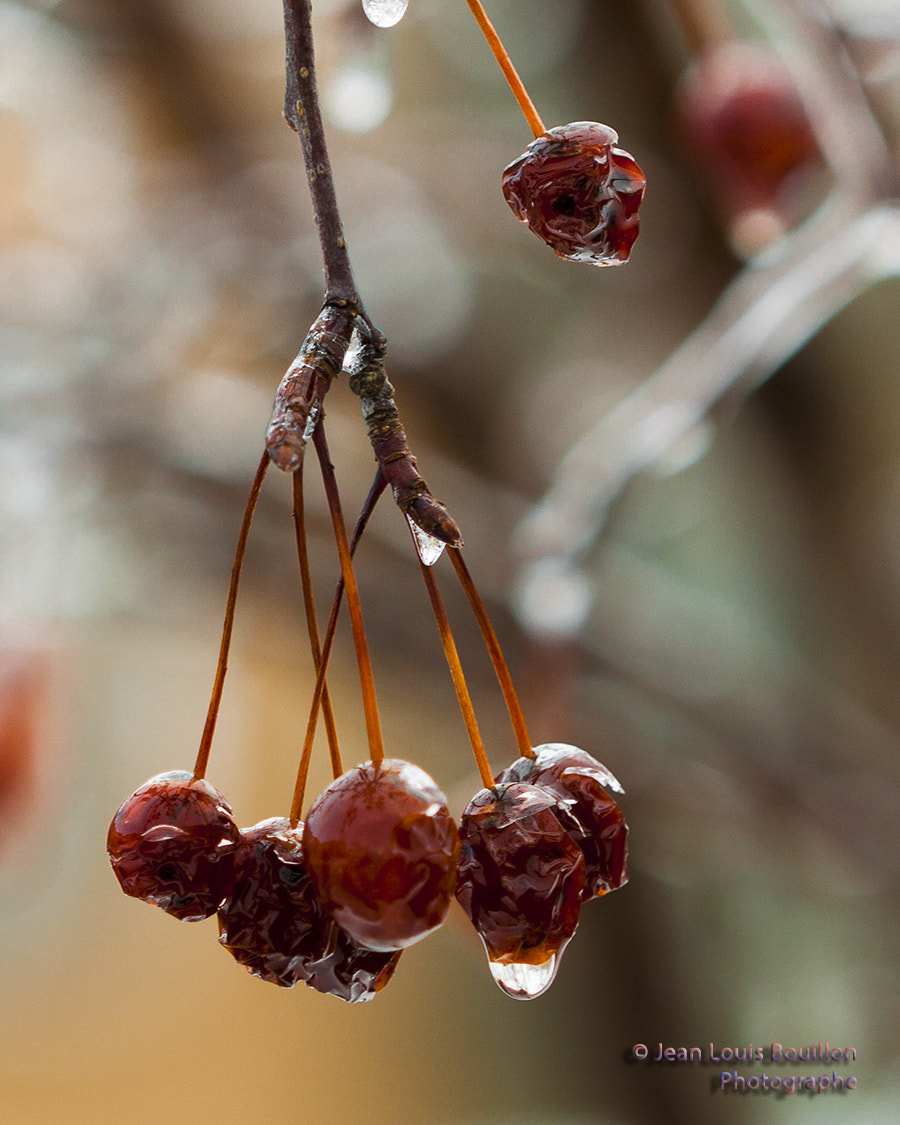 Canon EF 100mm F2.8 Macro USM sample photo. Verglas 1 photography