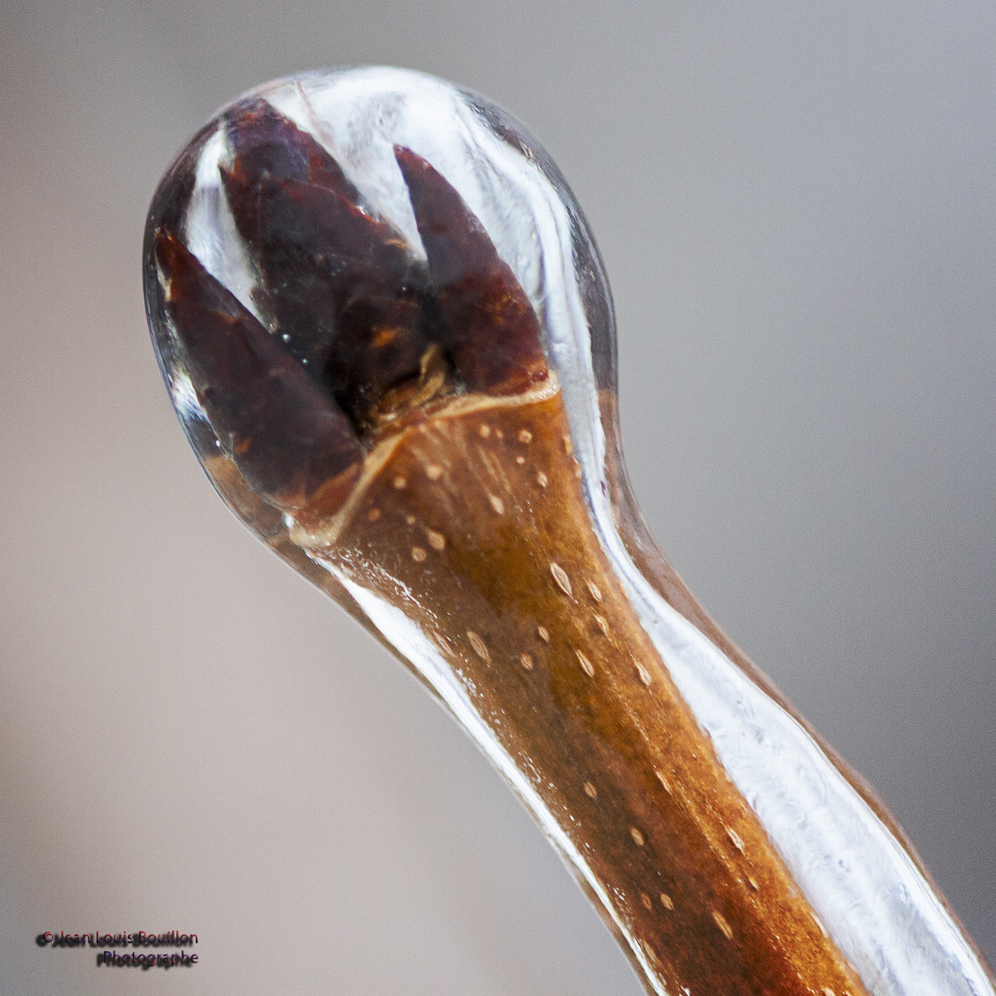Canon EF 100mm F2.8 Macro USM sample photo. Verglas 3 photography