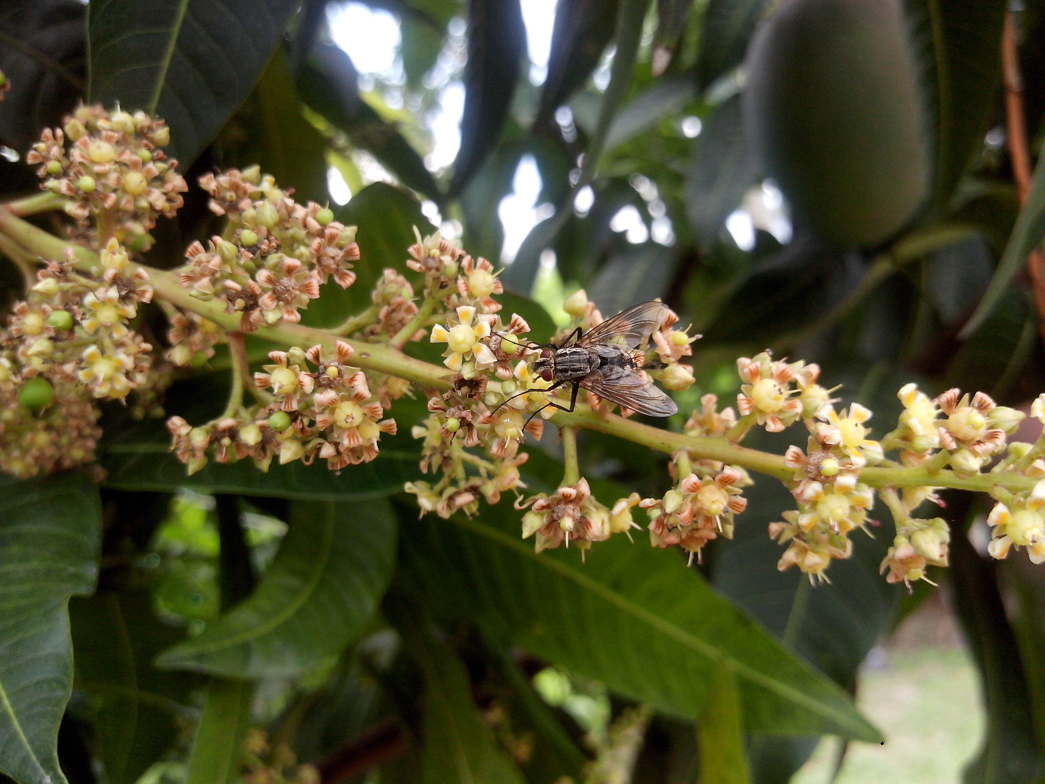 Motorola RAZR D3 sample photo. A little fly photography