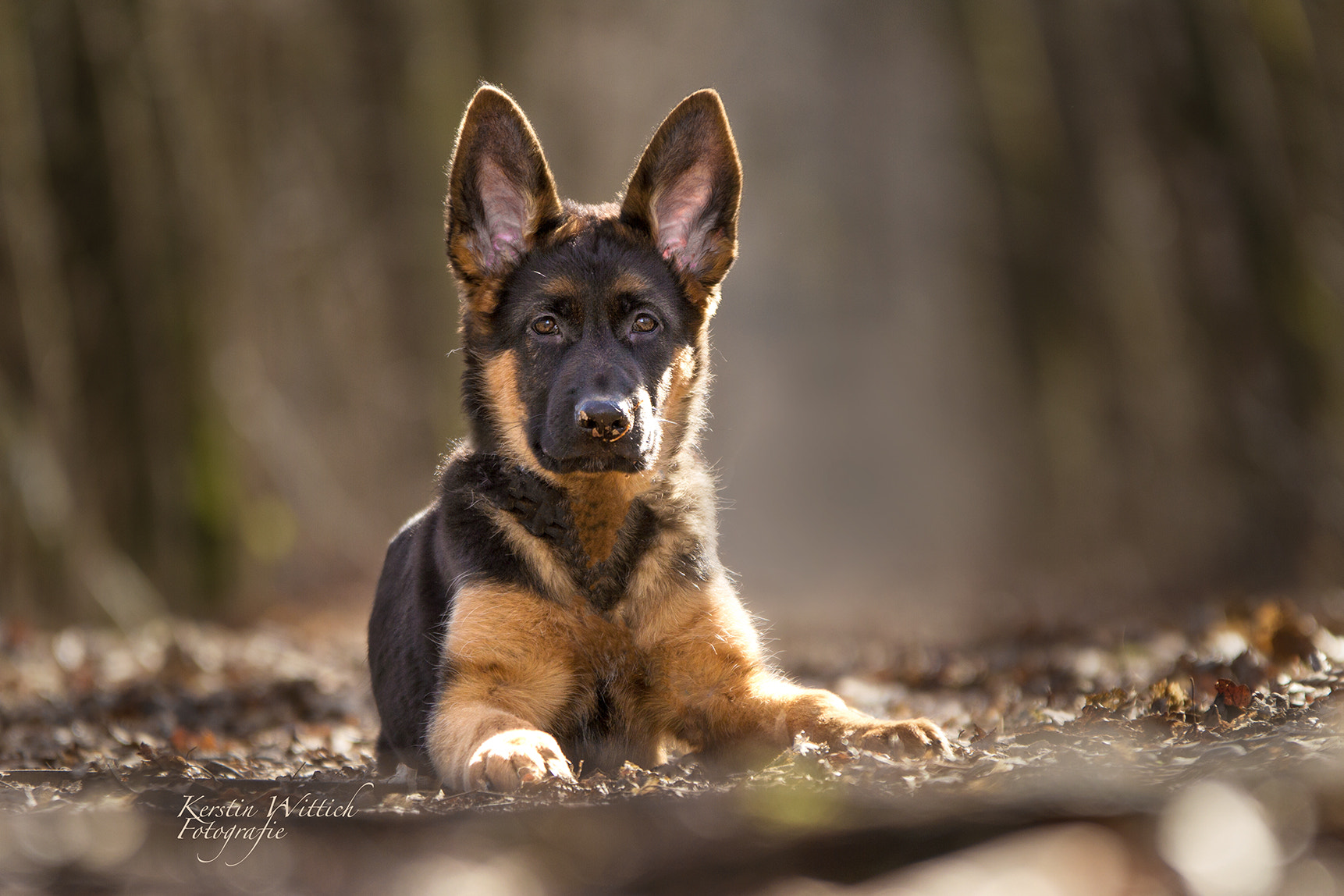 Sigma 70-200mm F2.8 EX DG OS HSM sample photo. Faru3 photography