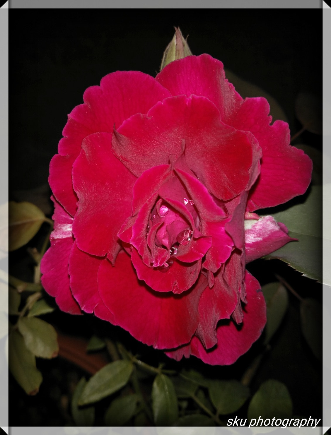OnePlus ONE E1003 sample photo. Red rose  photography