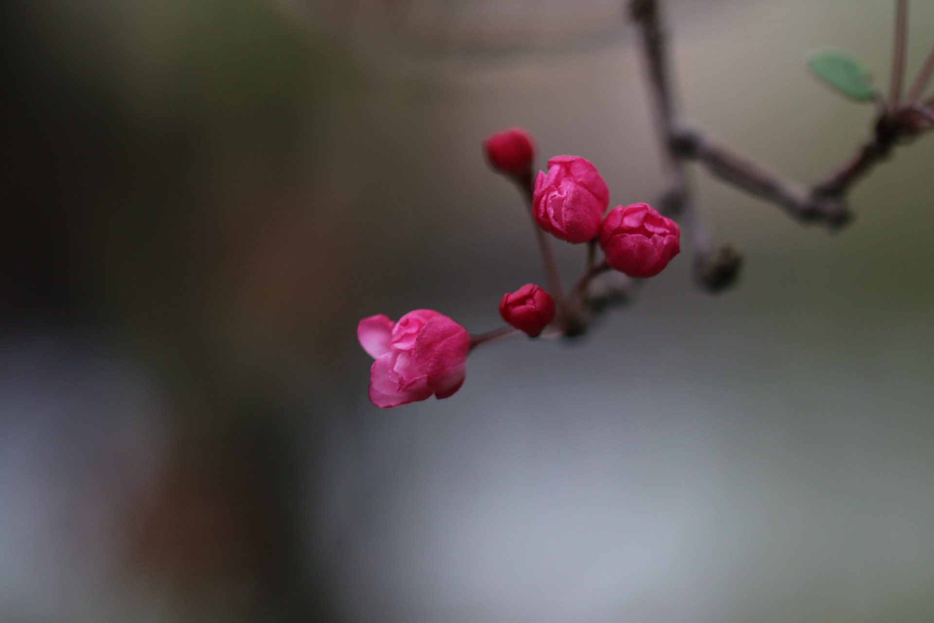 Sigma 105mm F2.8 EX DG OS HSM sample photo. 待放 photography