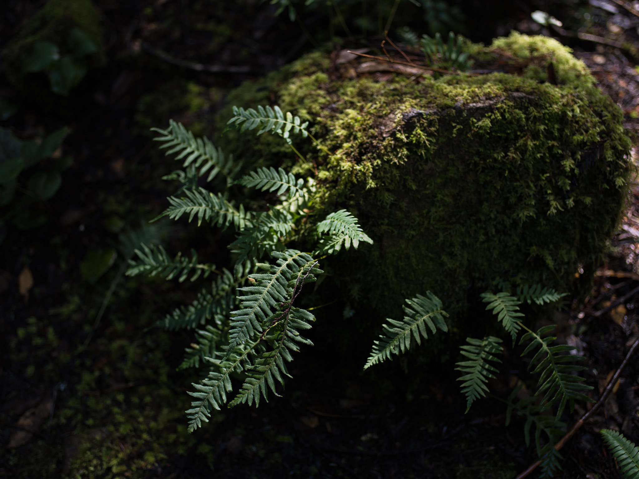 Pentax 645Z sample photo. Licorice fern, hiouchi trail photography