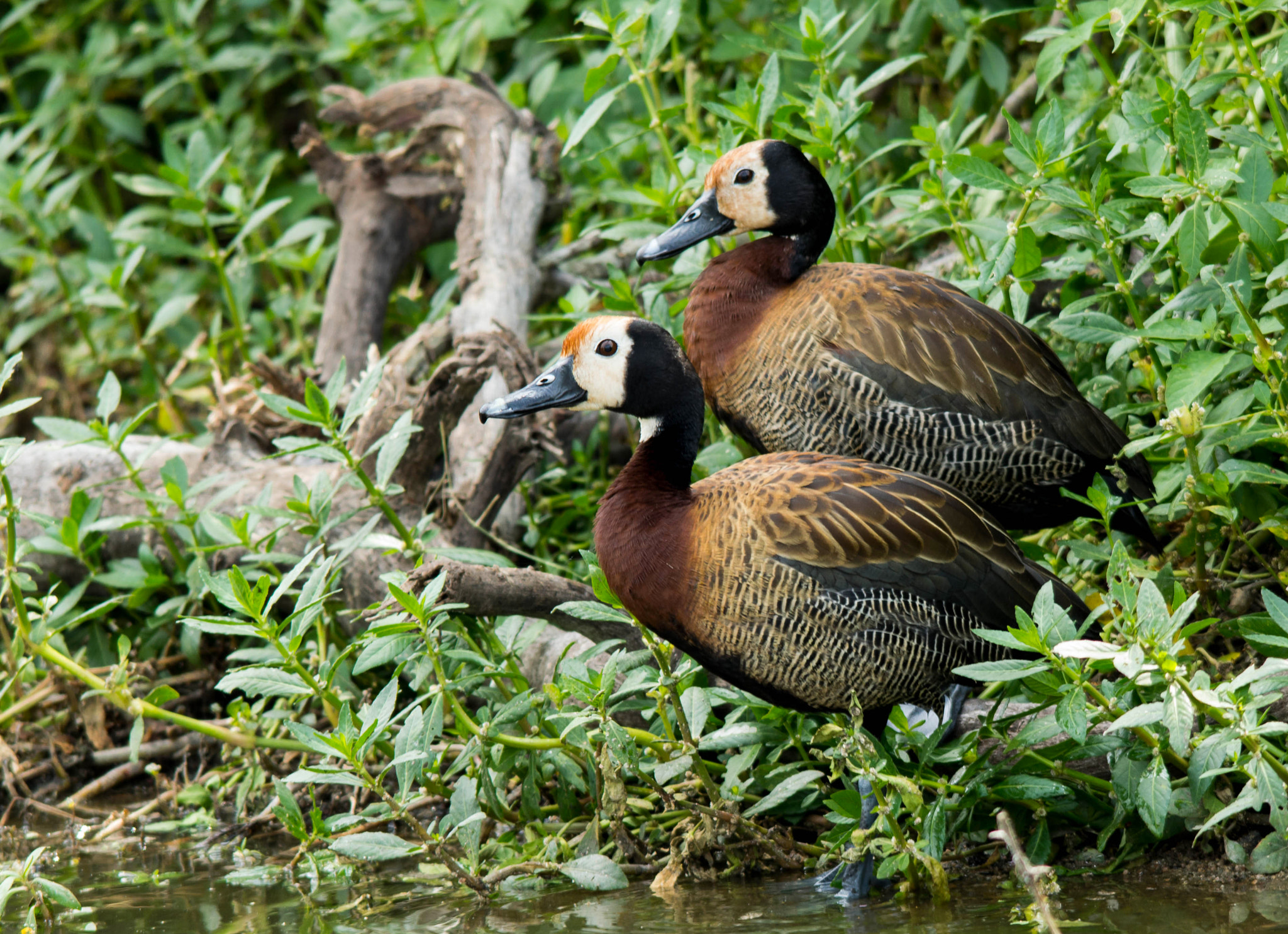 Nikon D3200 + Sigma 150-500mm F5-6.3 DG OS HSM sample photo. White faced ducks photography