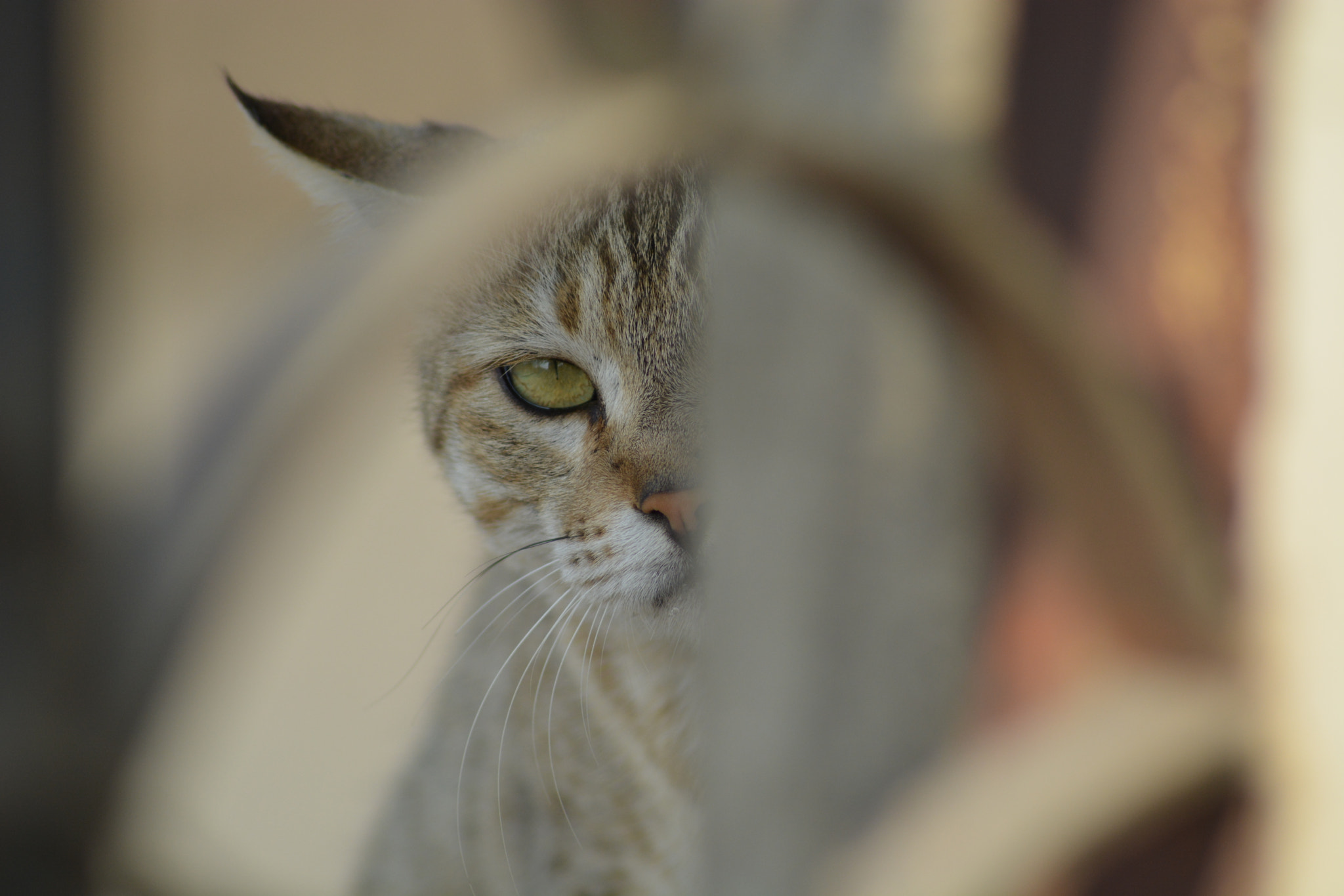 Nikon AF Nikkor 70-300mm F4-5.6G sample photo. Cat photography