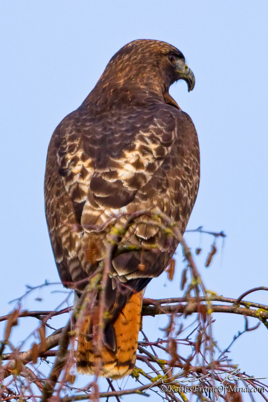 Canon EOS-1D X Mark II + Canon EF 600mm F4L IS II USM sample photo. Red-tailed hawk   photography