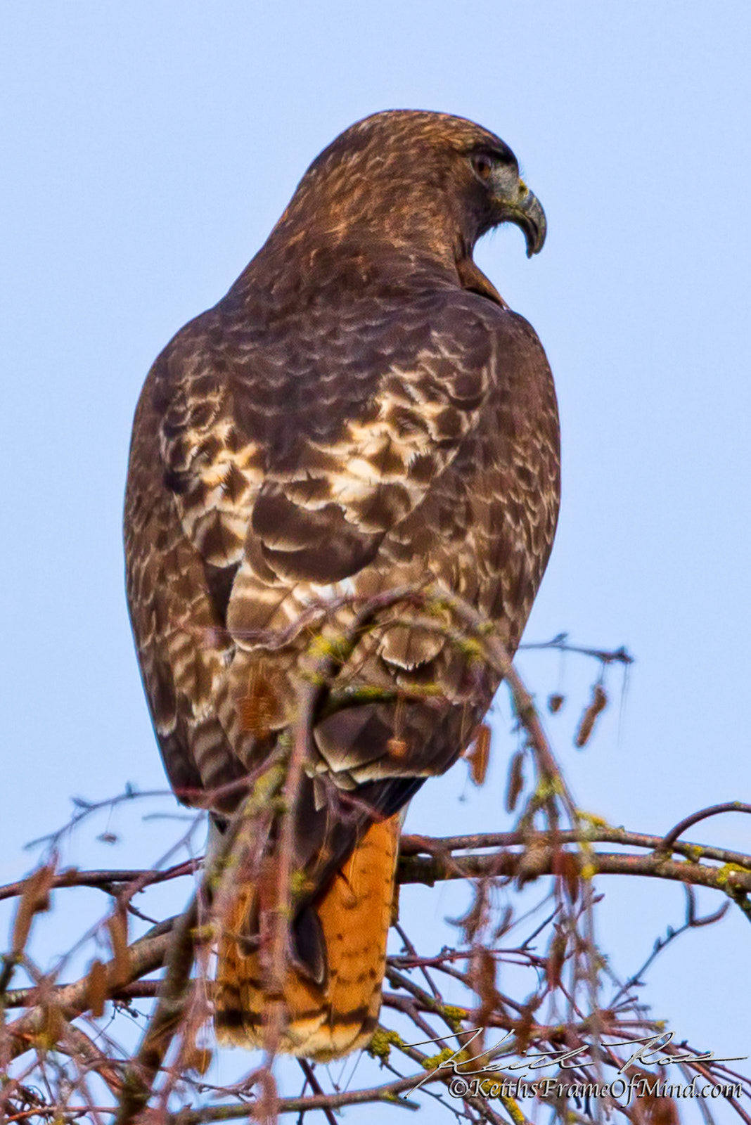 Canon EF 600mm F4L IS II USM sample photo. Red-tailed hawk   photography
