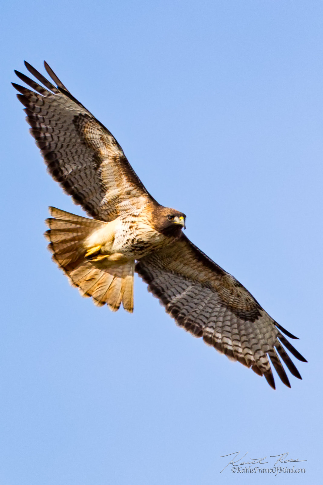 Canon EF 600mm F4L IS II USM sample photo. 346. red-tailed hawk photography