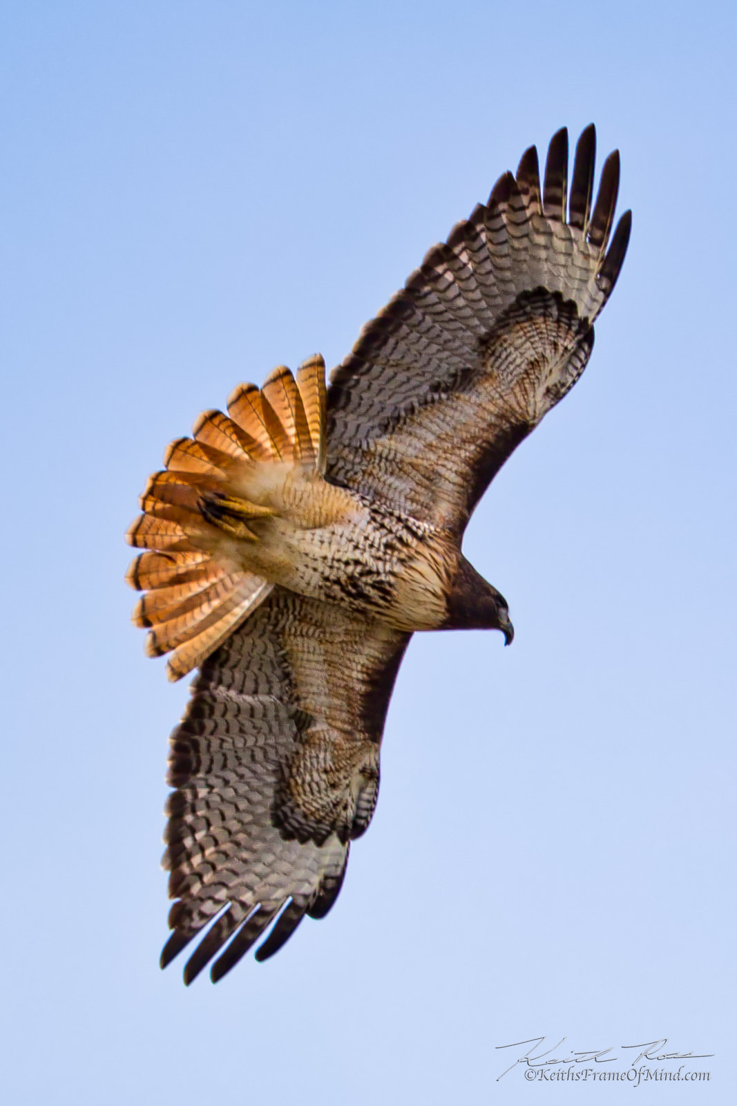 Canon EF 600mm F4L IS II USM sample photo. 347. red-tailed hawk photography