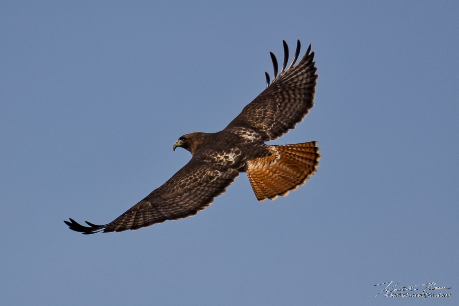 Canon EF 600mm F4L IS II USM sample photo. 348. red-tailed hawk photography