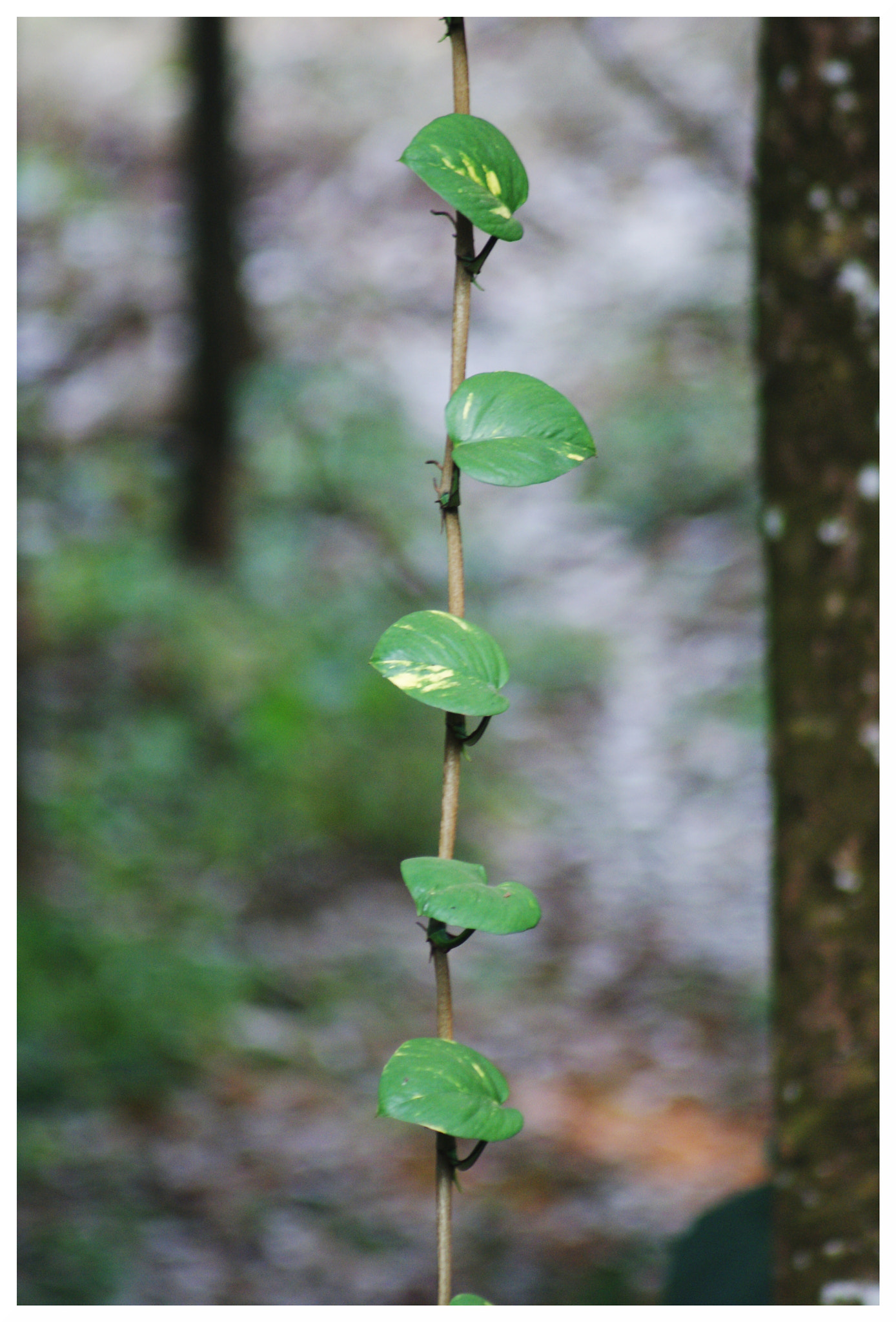 Sony 75-300mm F4.5-5.6 sample photo. Money plant photography