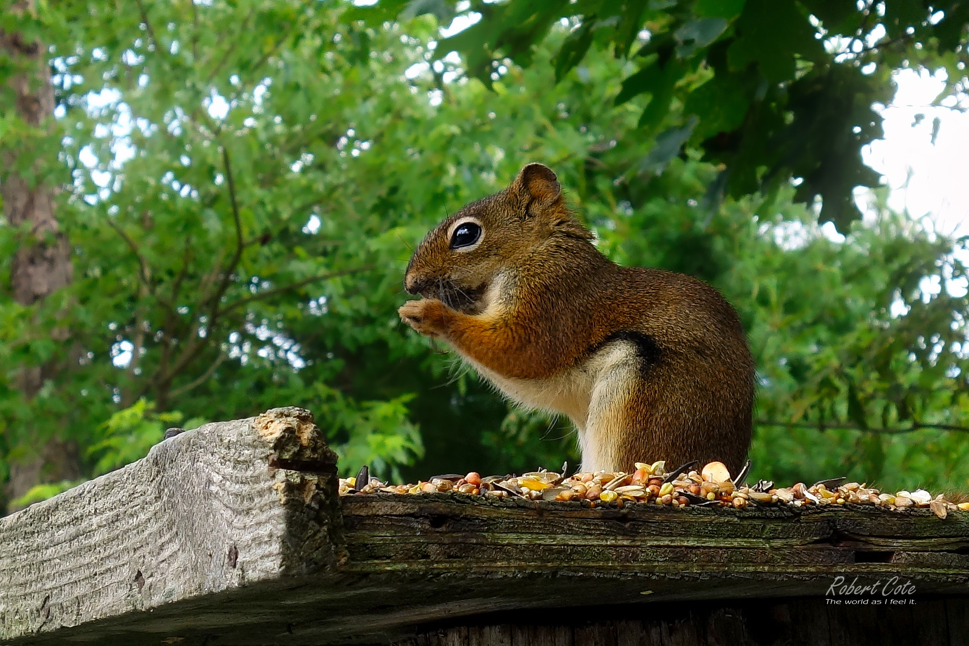Sony Cyber-shot DSC-RX100 + Sony 28-100mm F1.8-4.9 sample photo. Squirrel photography