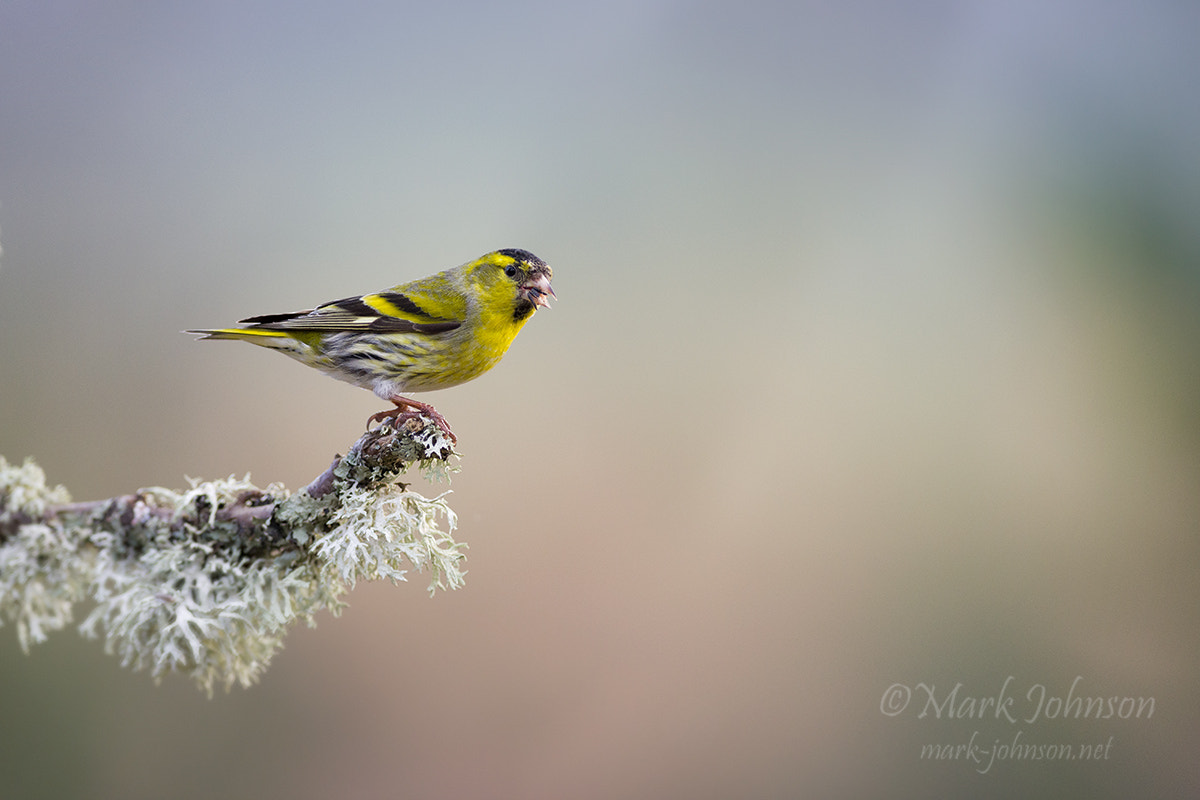 Nikon AF-S Nikkor 300mm F2.8G ED VR II sample photo. Siskin (spinus spinus) photography