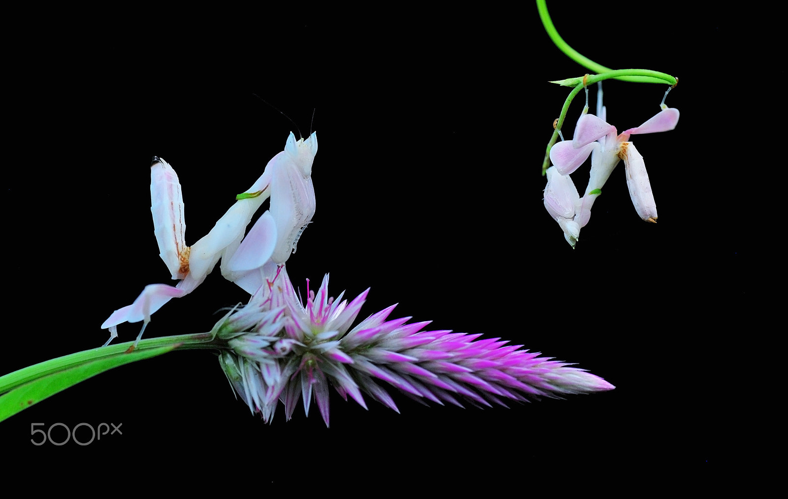 Nikon D60 sample photo. Orchid mantis,mantis orchid photography