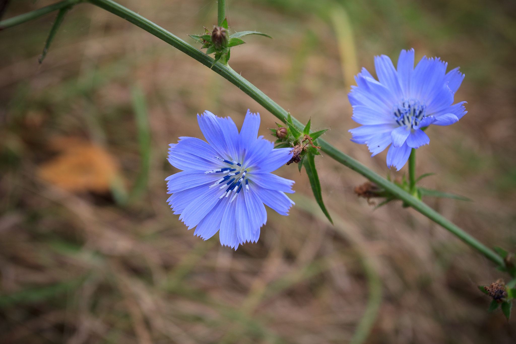 Canon EOS 500D (EOS Rebel T1i / EOS Kiss X3) sample photo. Cichorium photography