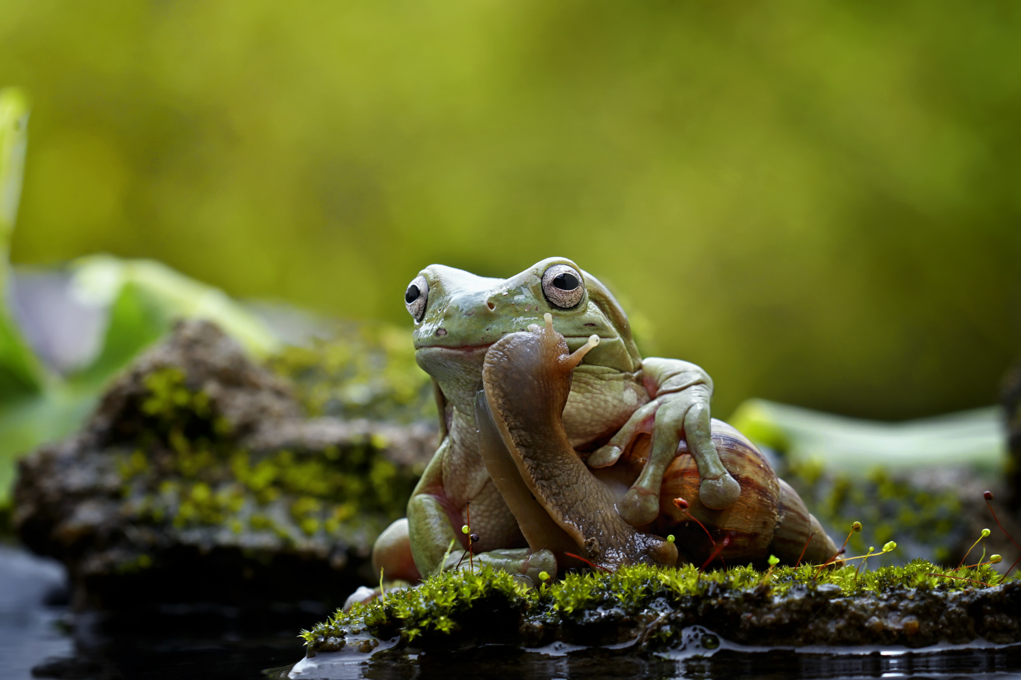 Canon EOS 7D + Canon EF 100mm F2.8 Macro USM sample photo. Frog and best friend photography