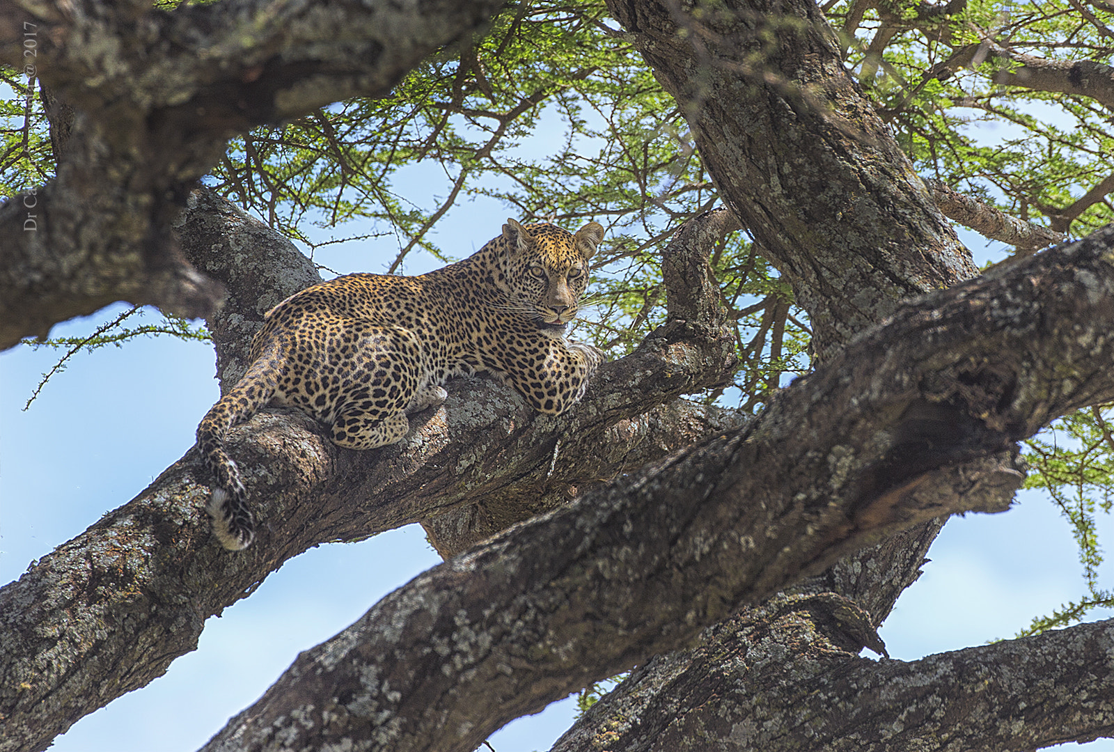 Canon EOS-1D X + Canon EF 500mm F4L IS USM sample photo. Leopard photography