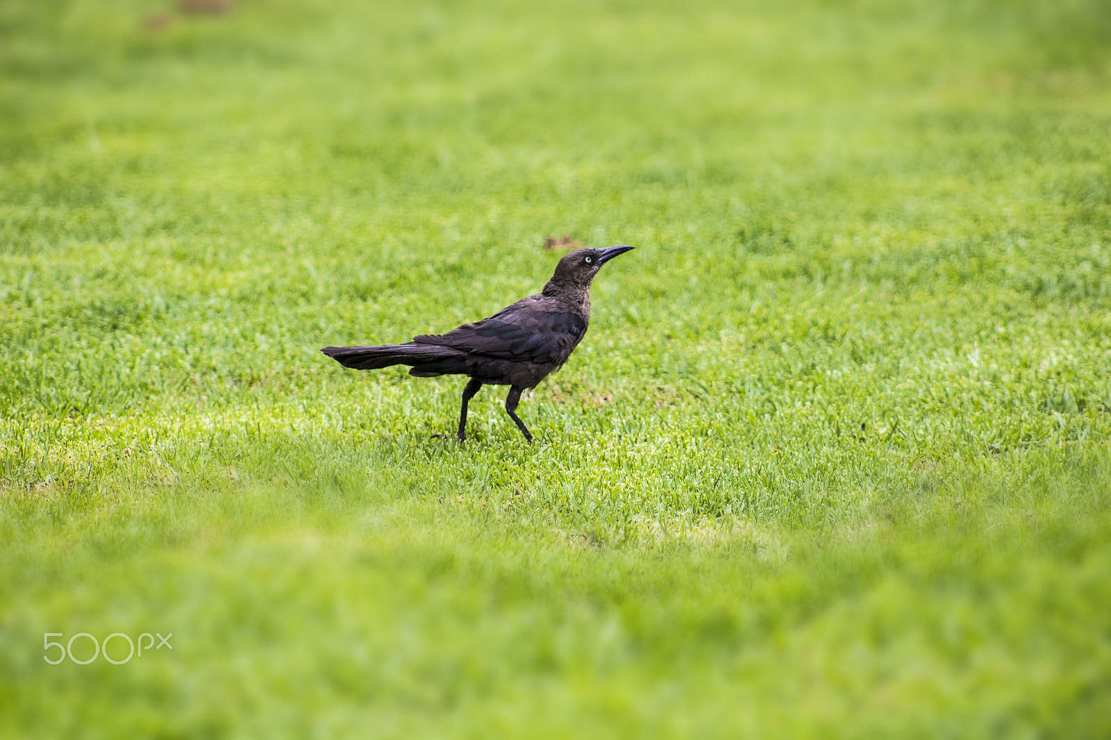 Canon EF 75-300mm f/4-5.6 USM sample photo. Criacuervos photography