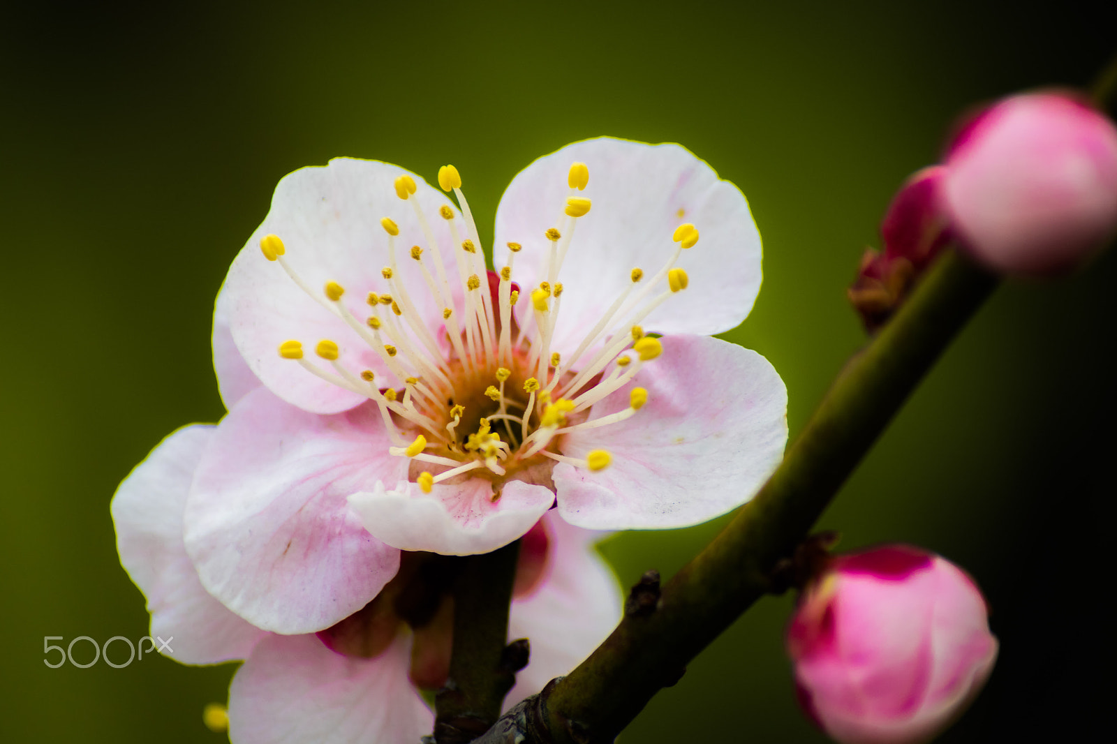 Pentax K-S2 + Sigma sample photo. Plum blossom photography