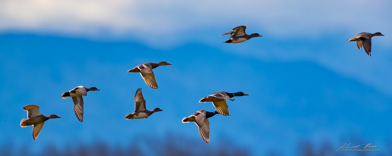 Canon EF 600mm F4L IS II USM sample photo. Ducks on the wing photography