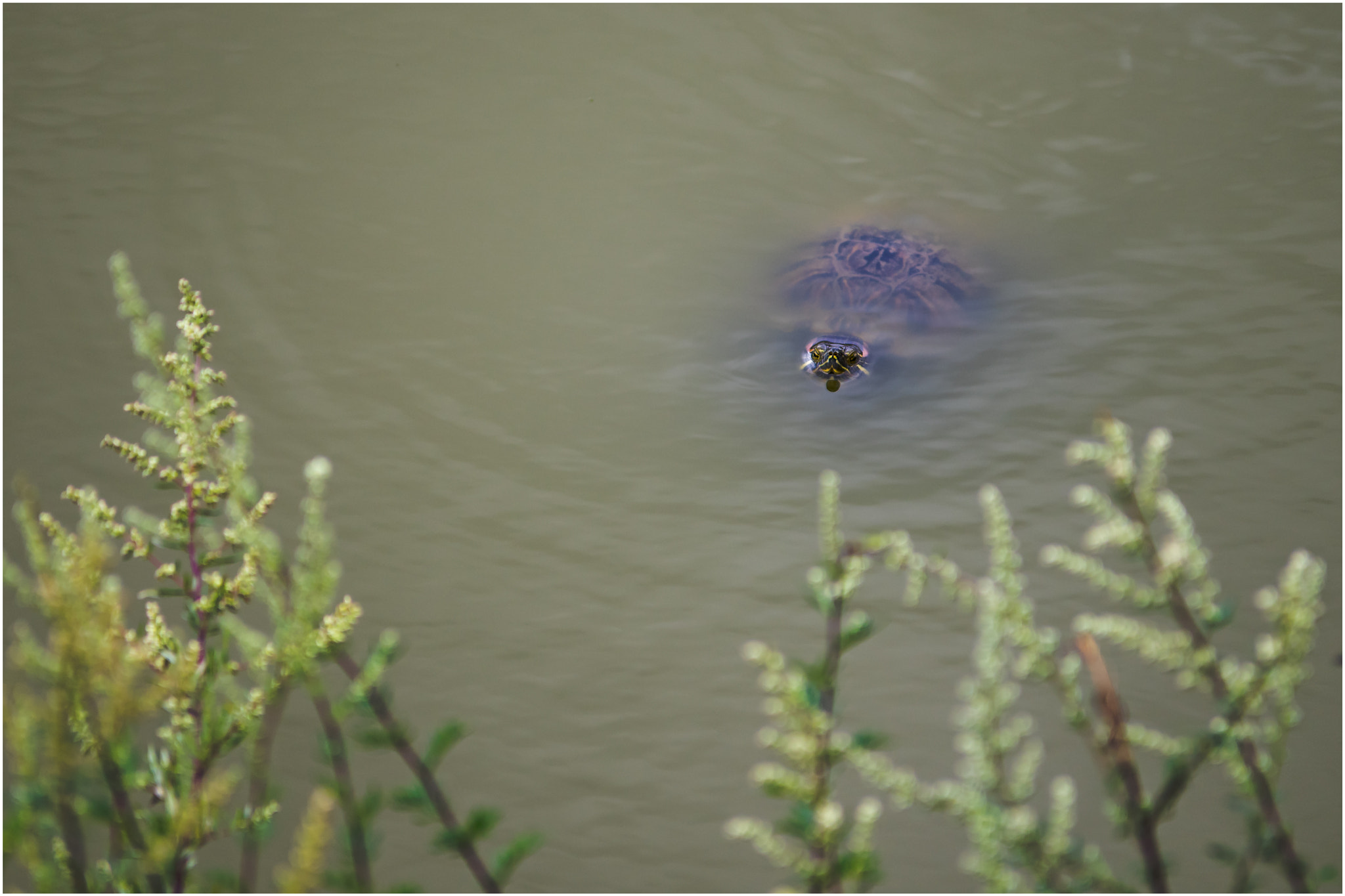 Pentax K-3 sample photo. Turtle photography