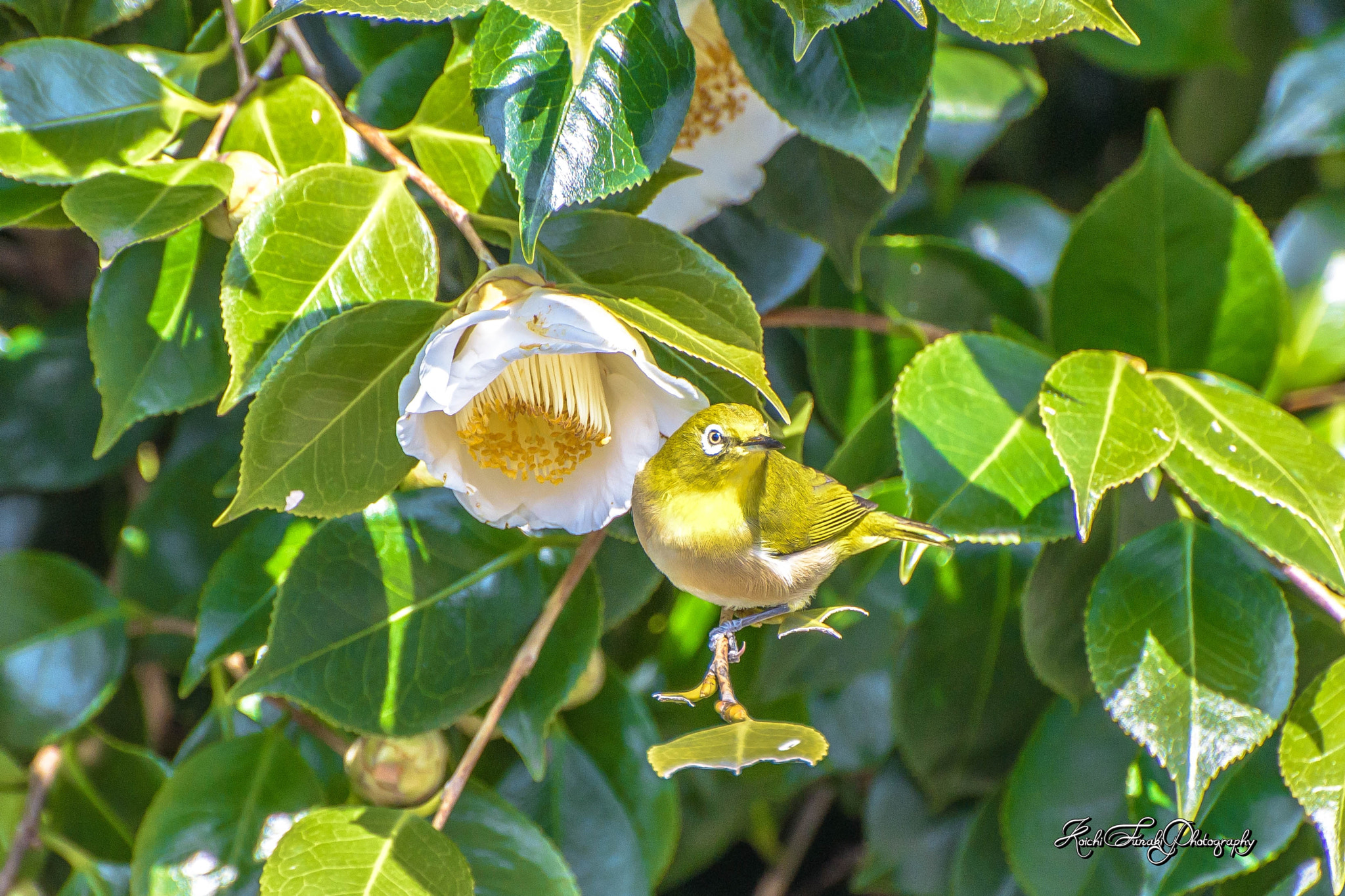 Nikon D810 sample photo. Japanese white-eye and camellia photography