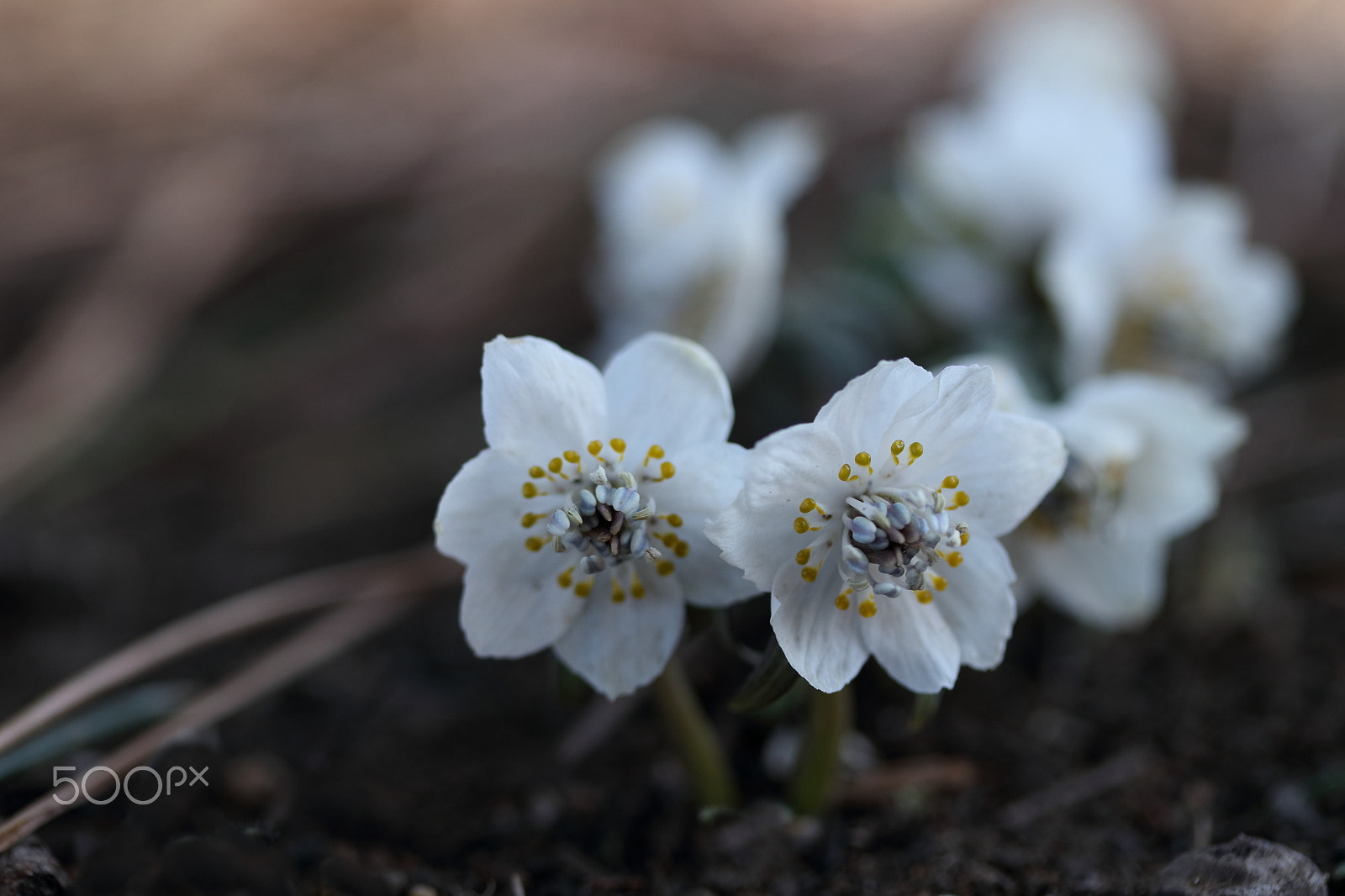 Canon EF-S 60mm F2.8 Macro USM sample photo. Eranthis pinnatifida(endangered species) photography
