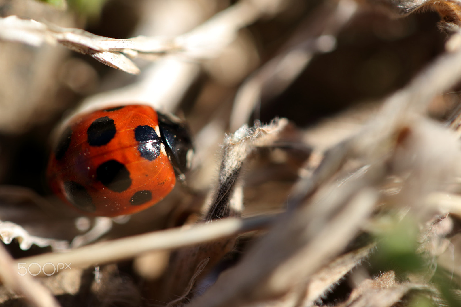 Canon EOS 80D sample photo. A lady beetle in early spring photography