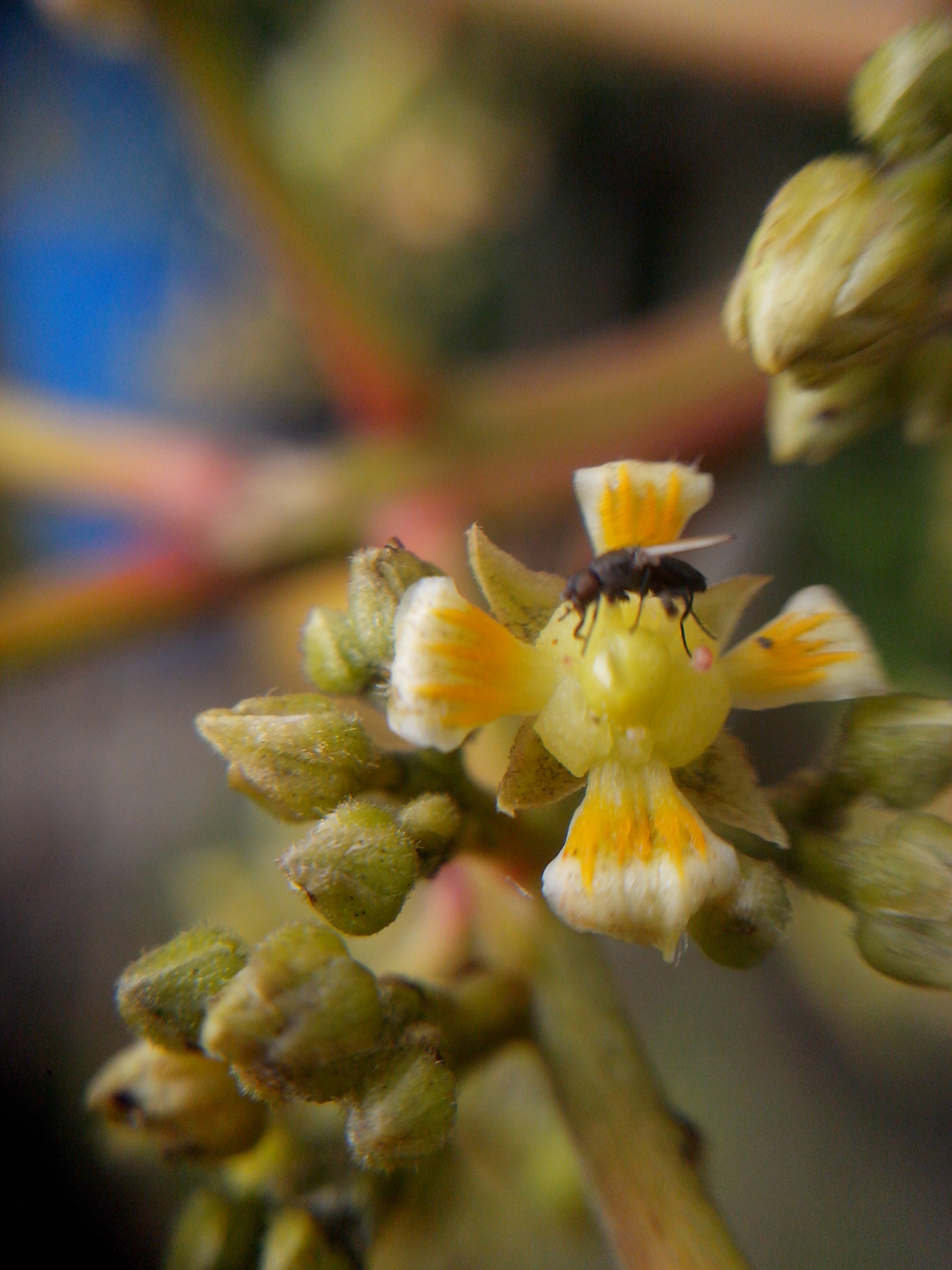 Motorola RAZR D3 sample photo. A mini fly over a mini flower photography