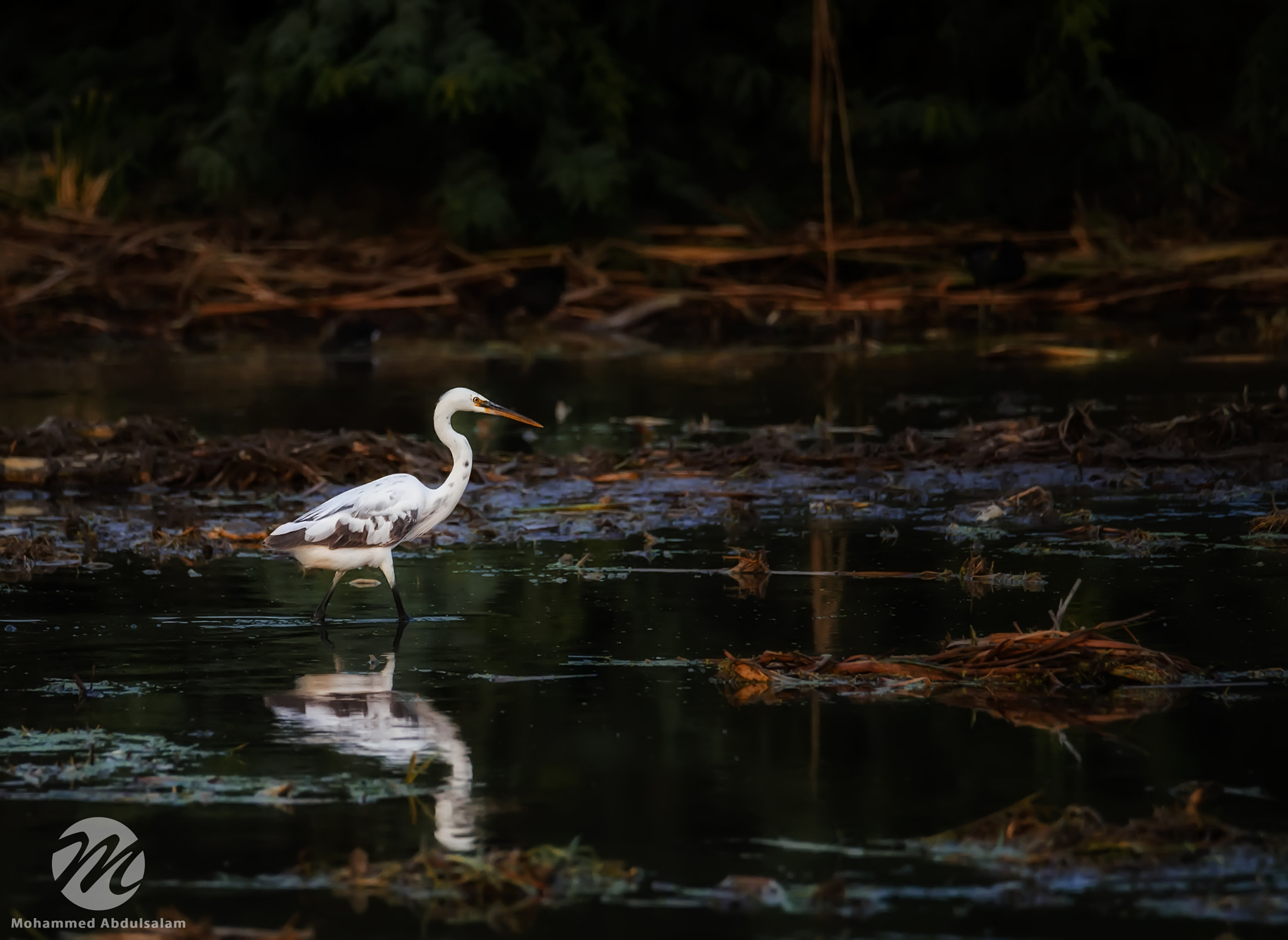 Nikon D610 + Sigma 50mm F2.8 EX DG Macro sample photo. Bird photography