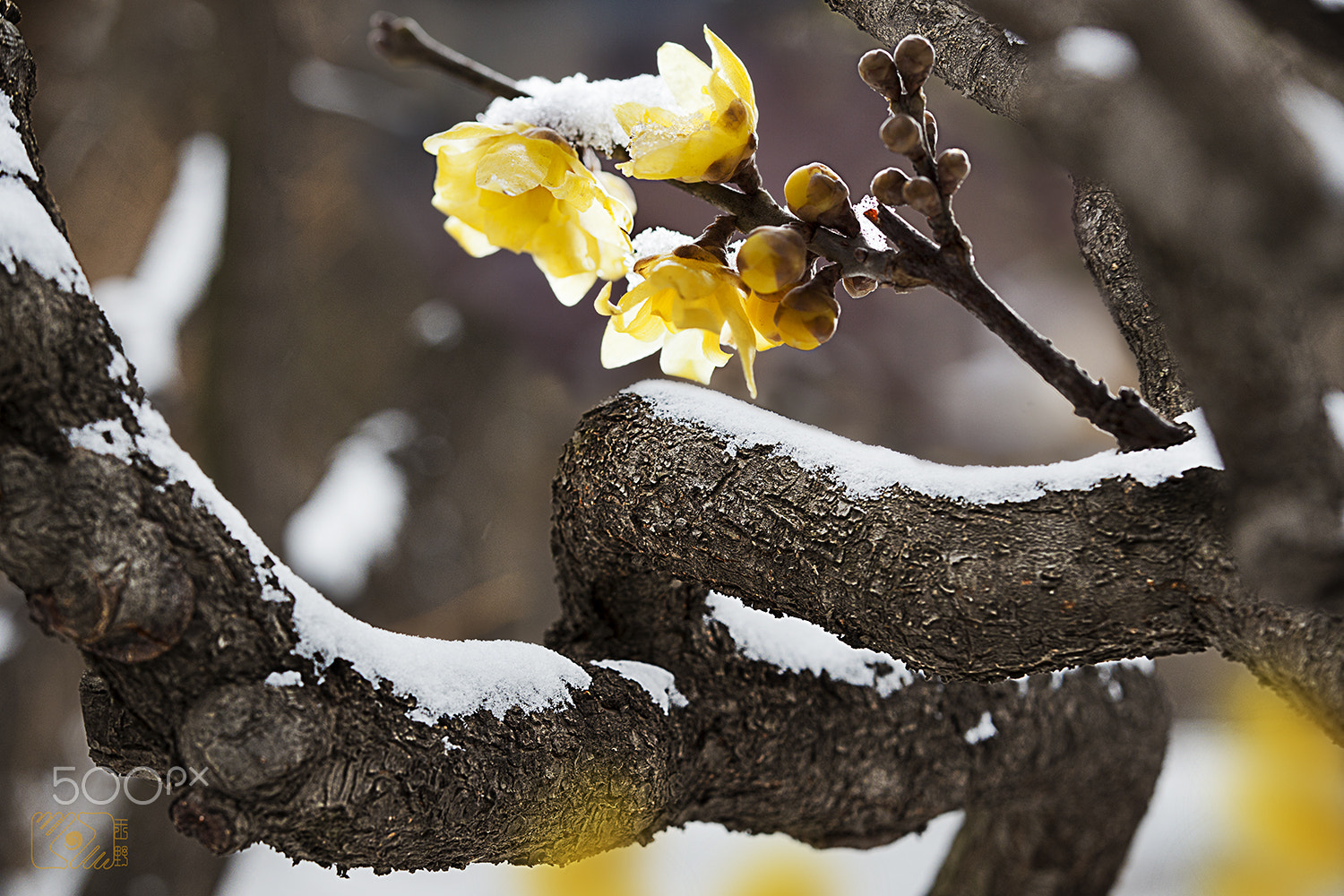 Canon EOS-1D X Mark II sample photo. Winter sweet & snow photography