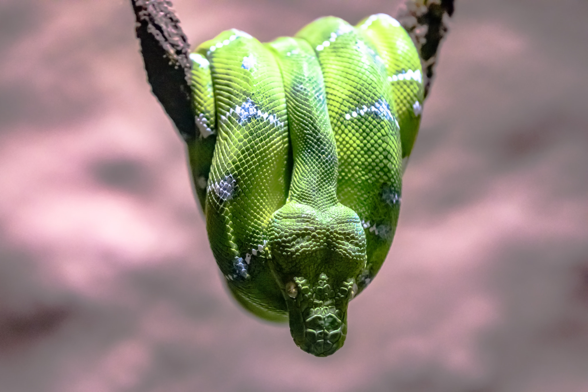 Nikon D7200 sample photo. Emerald tree boa photography