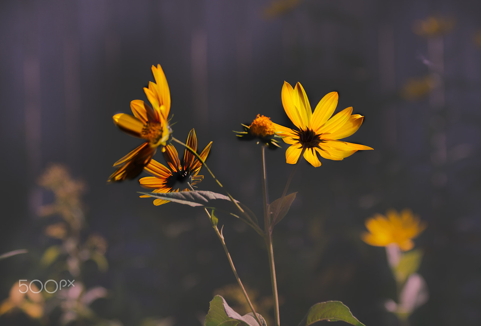 Canon EF 70-300mm F4-5.6 IS USM sample photo. The flower photography
