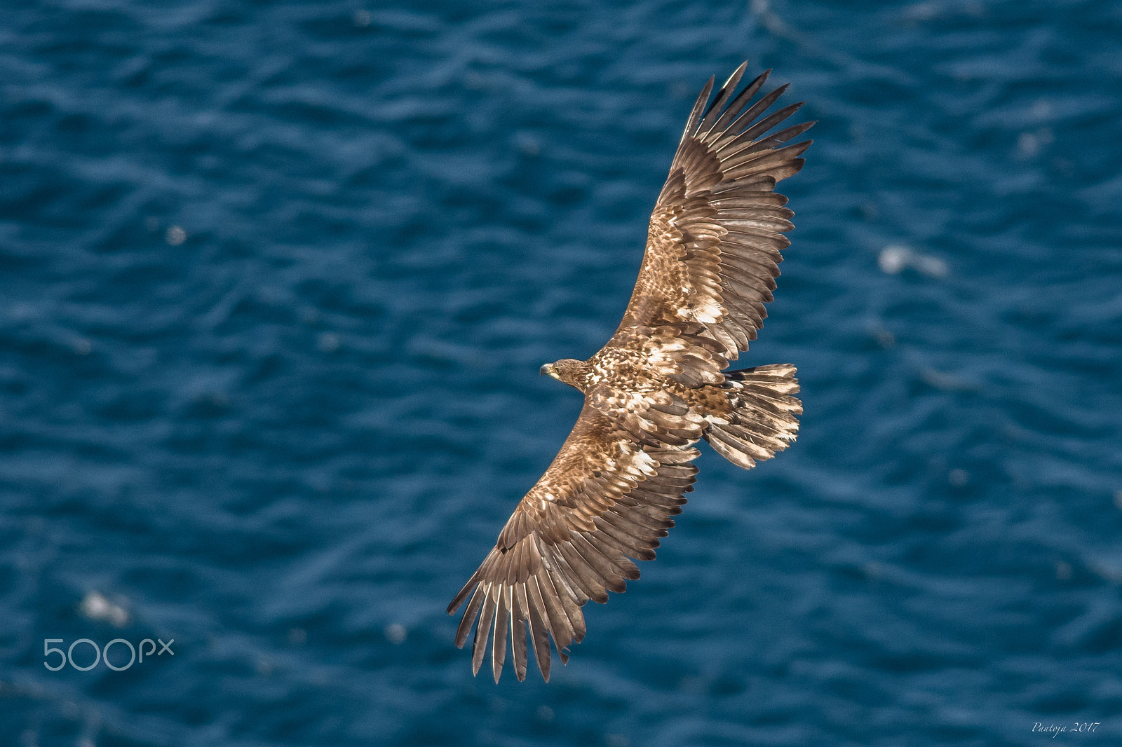 Nikon D7200 + Nikon AF-S Nikkor 300mm F4D ED-IF sample photo. White tailed eagle photography